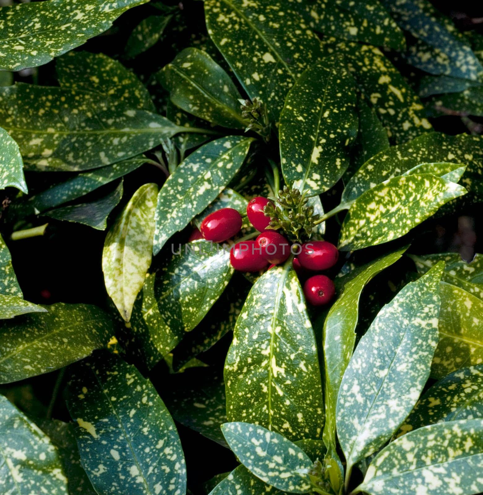 Aucuba, Aucuba japonica