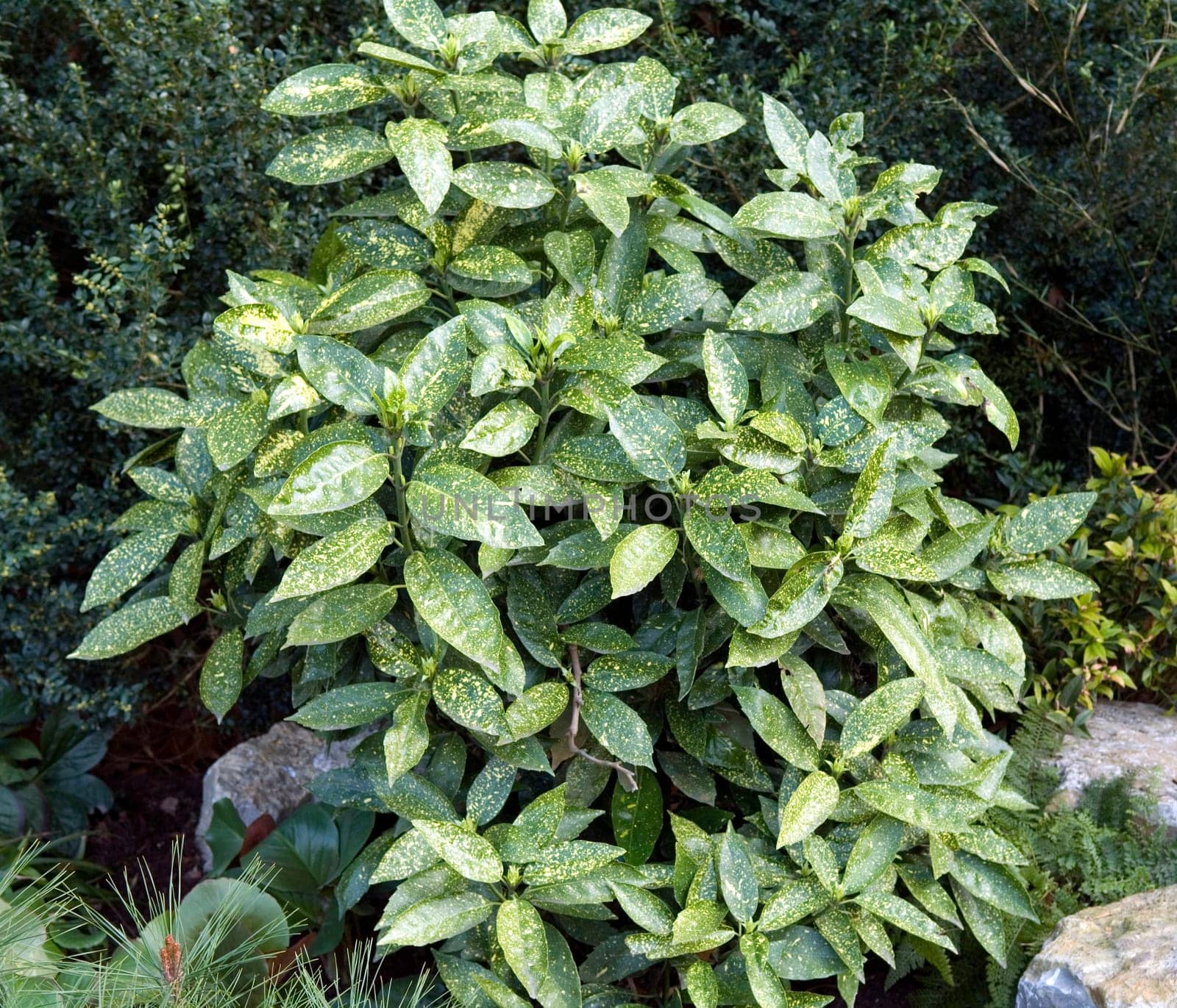 Aucuba japonica
