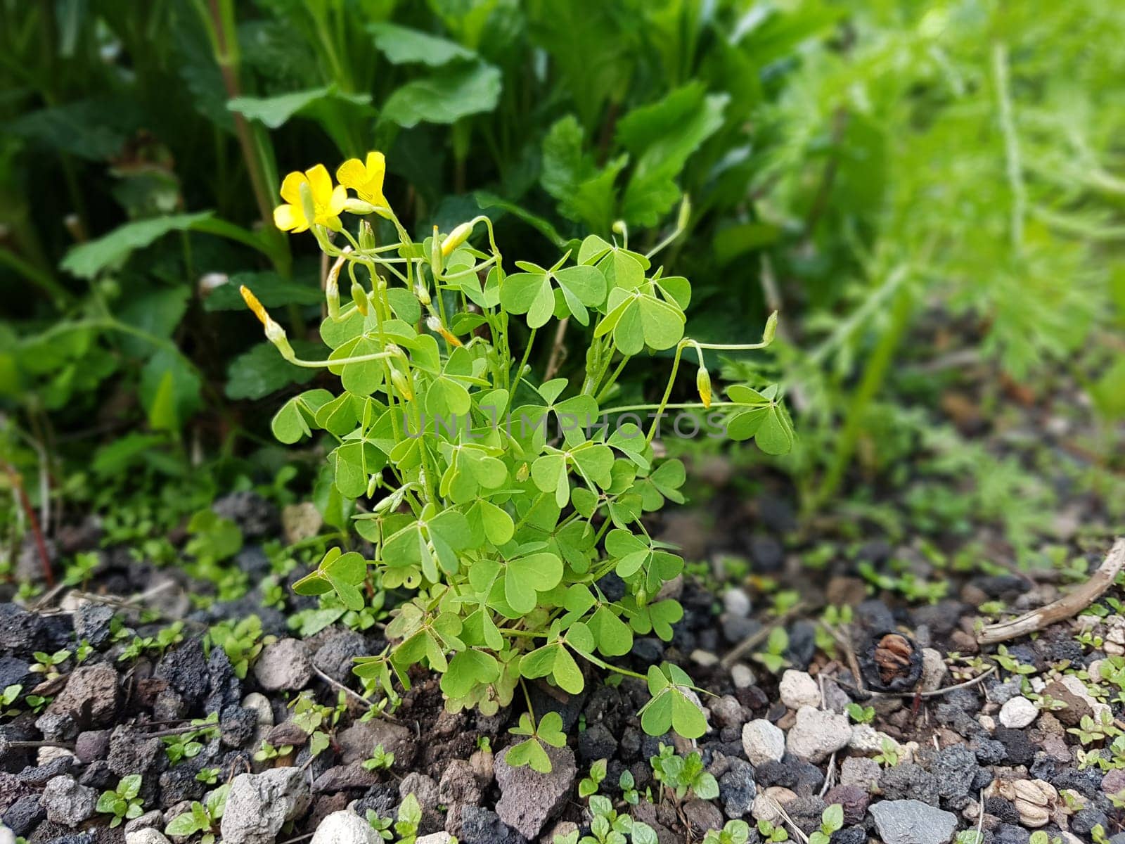 Oxalis stricta, Aufrechter, Sauerklee  Keimling, Sproessling