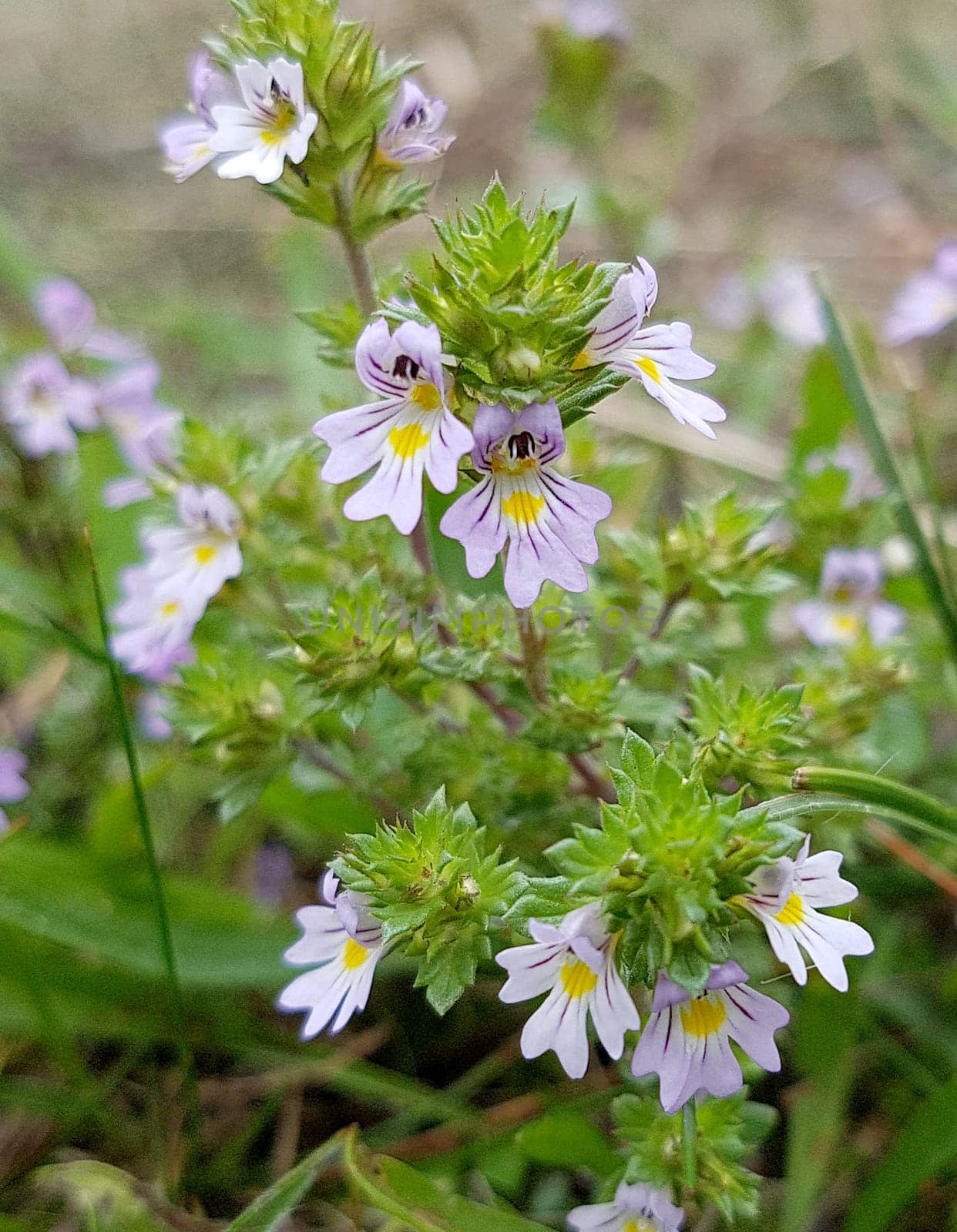 Augentrost, Euphrasia, rostkoviana