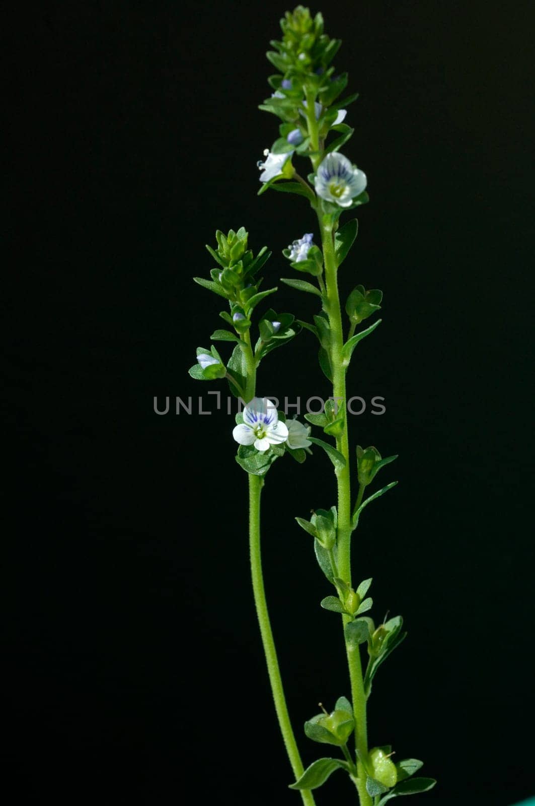 Augentrost  Euphrasia