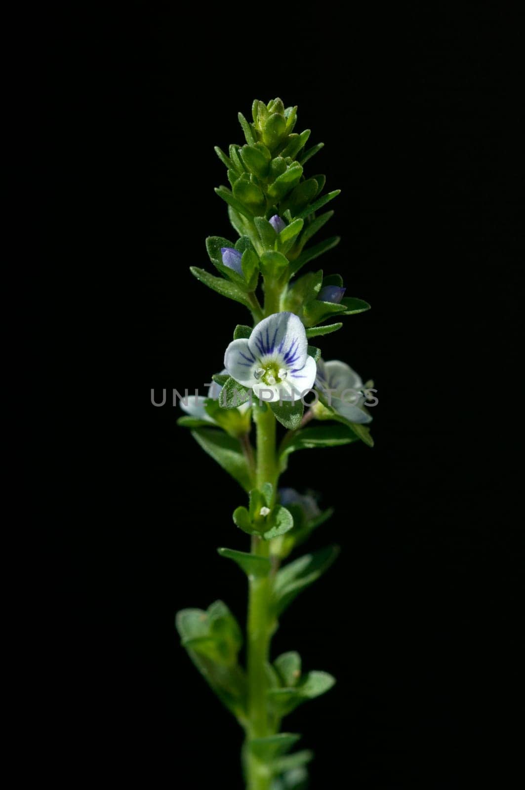 Augentrost  Euphrasia rostkoviana