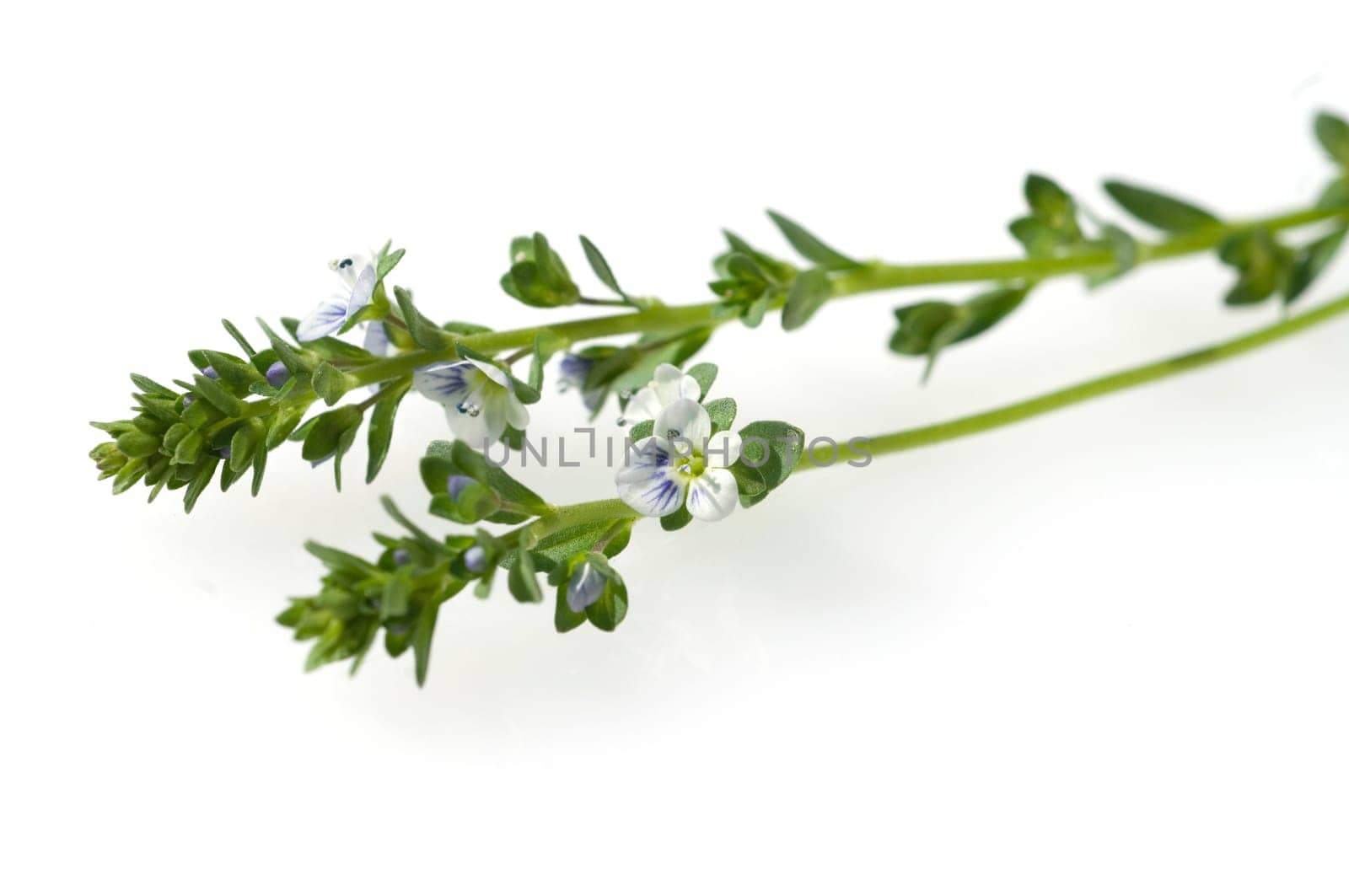 Augentrost  Euphrasia rostkoviana