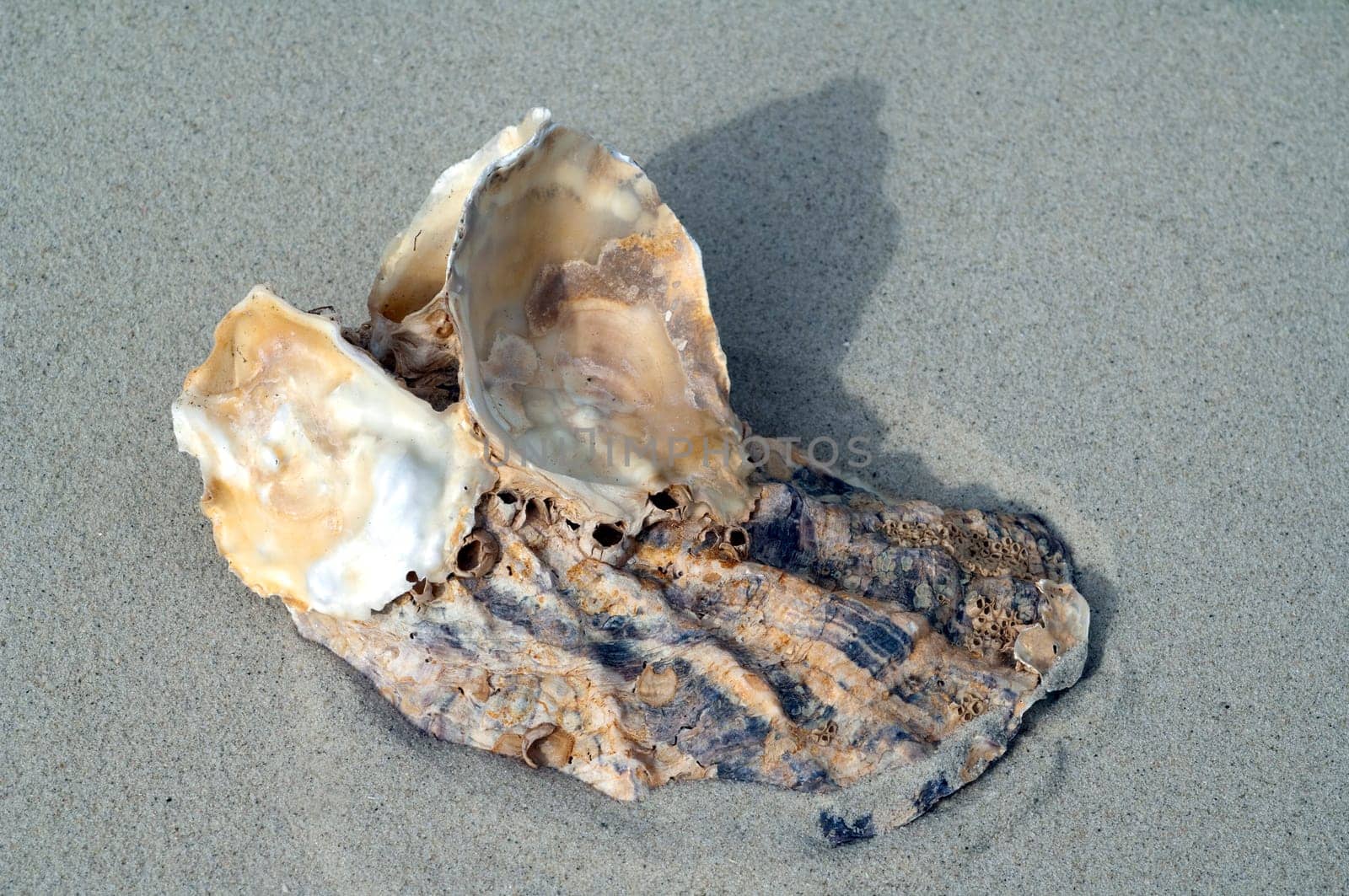 austernschale, sand, strand