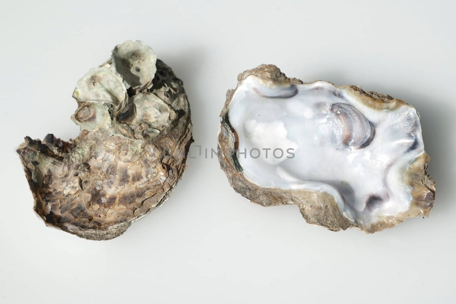 austernschalen, Muschelschalen, auster