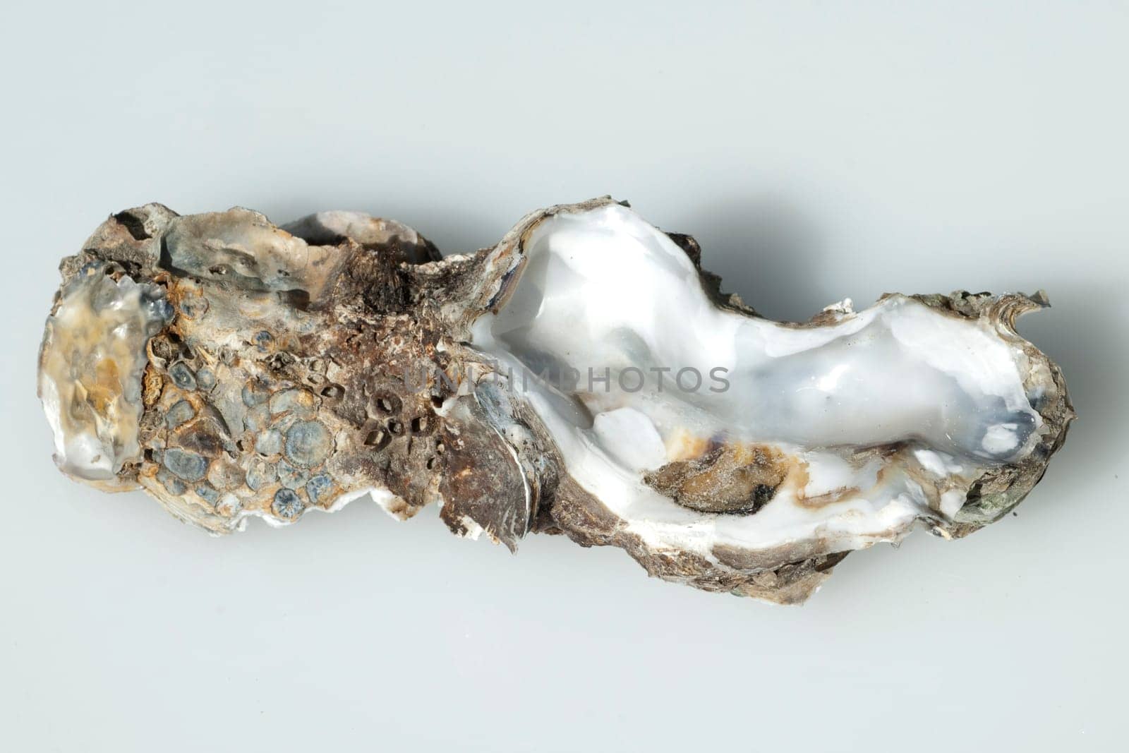 austernschalen, Muschelschalen, auster