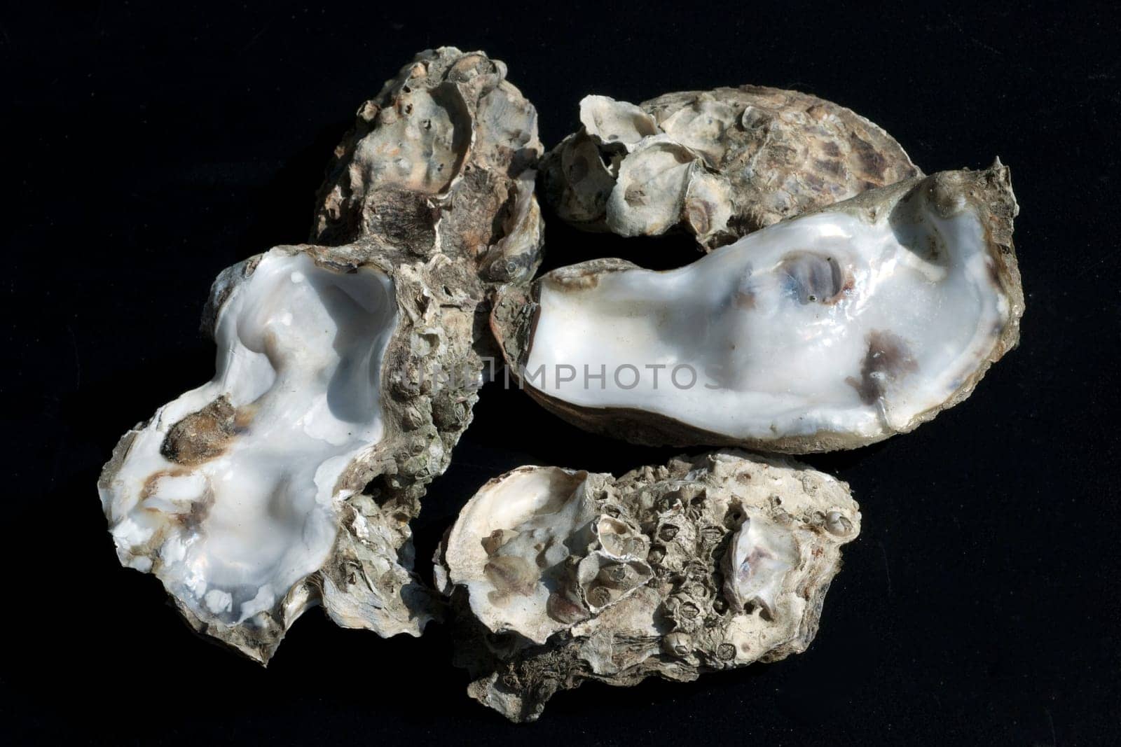 austernschalen, Muschelschalen, auster