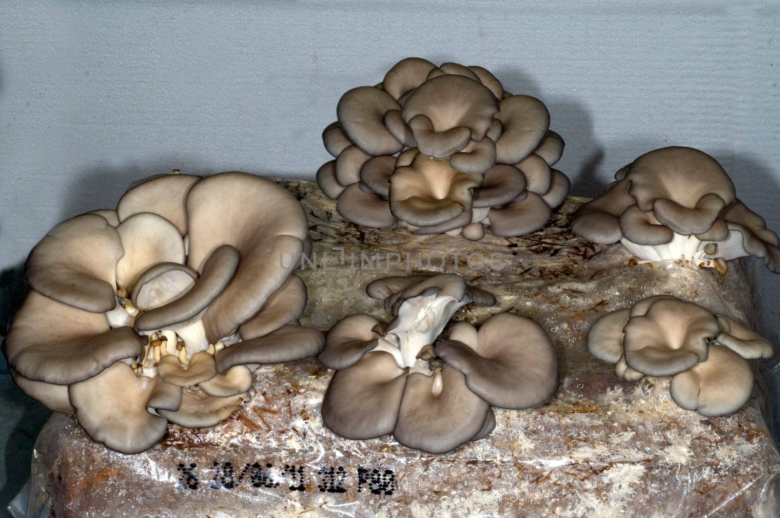 Austernseitling  Pleurotus ostreatus