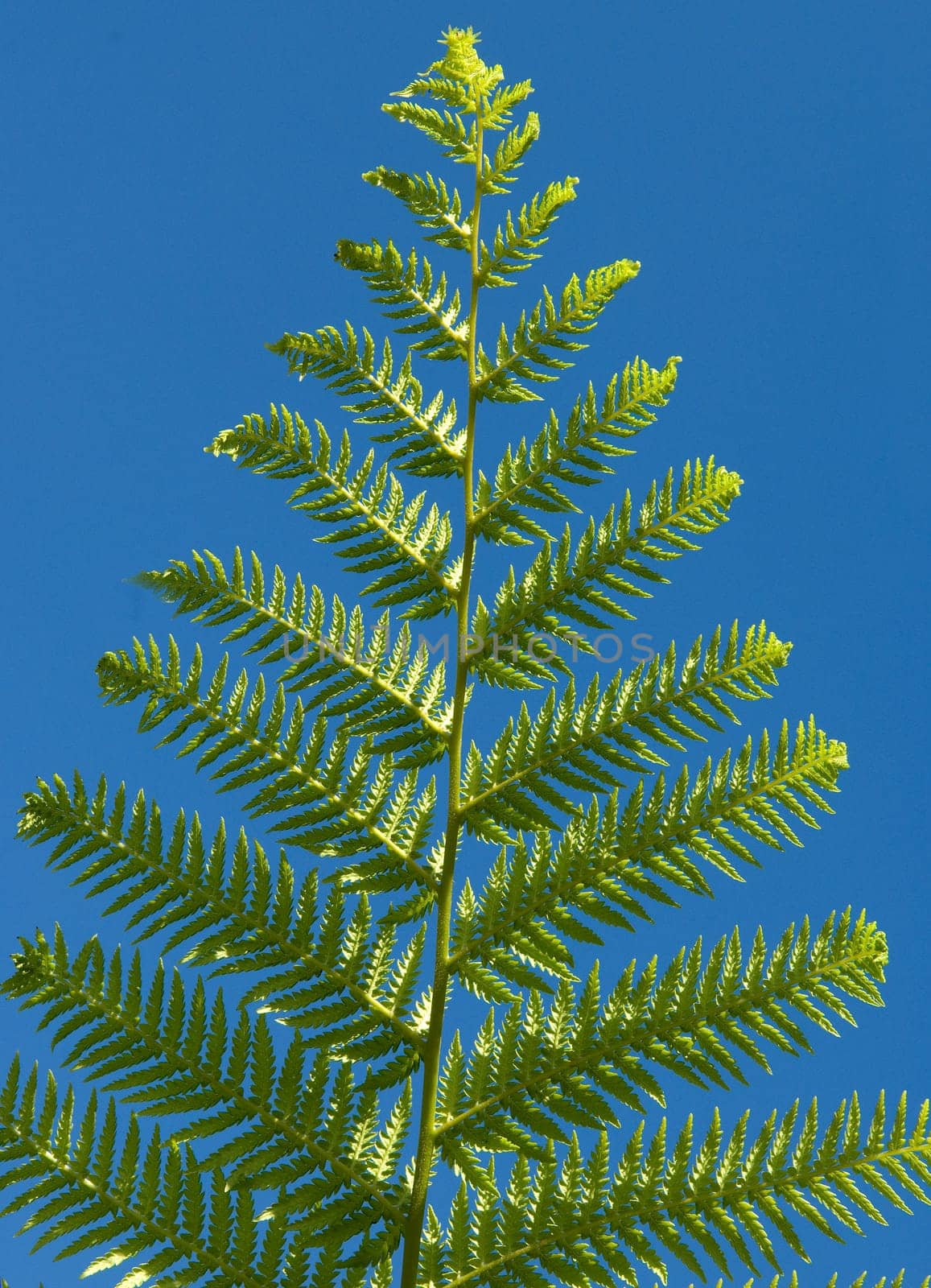 Australischer Taschenfarn  Dicksonia antarctica