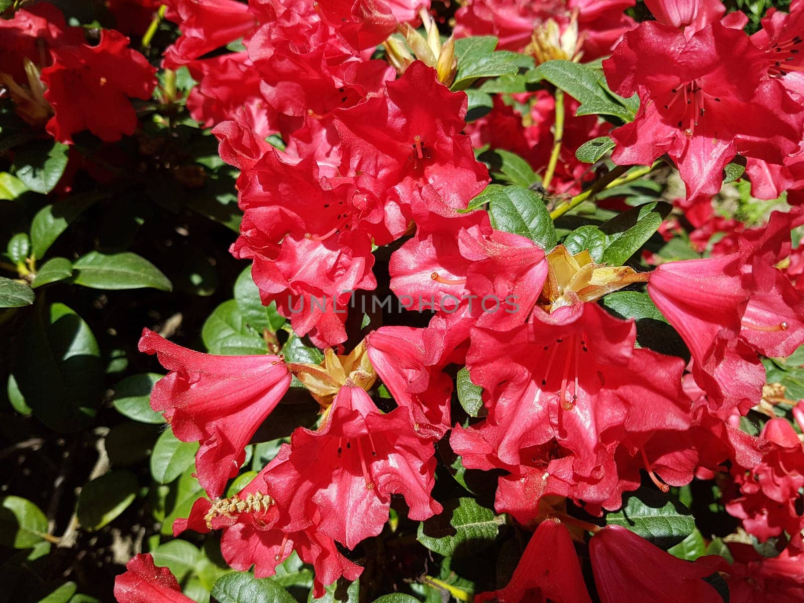 Azaleenbluete, Azalea  Repens