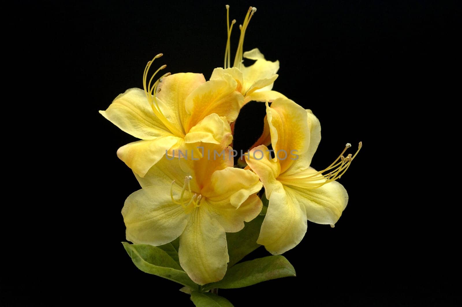Azaleenblueten, Rhododendron