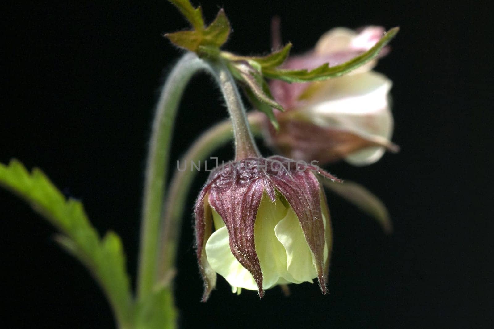 Bachnelkenwurz, Geum rivale, Geum, Heilpflanze, Wildpflanzen