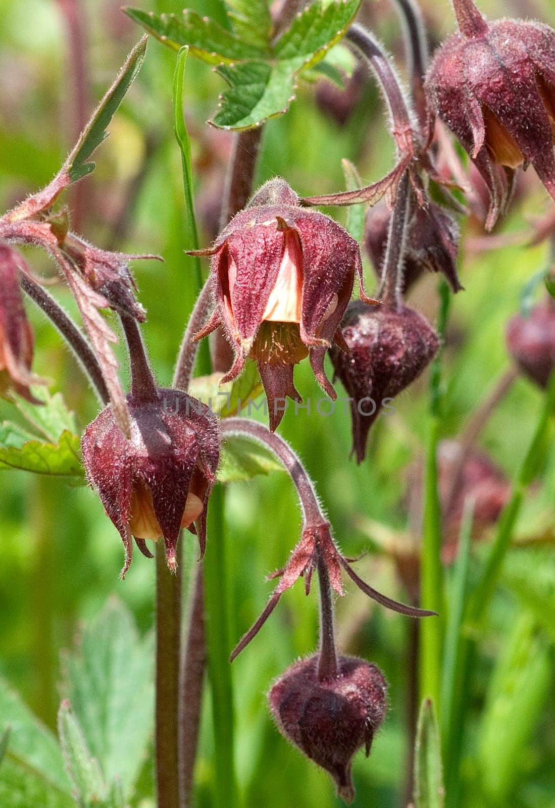 Bachnelkenwurz, Geum rivale