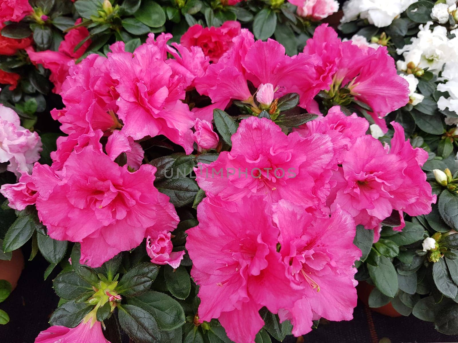 Azaleenbluete, Azalea  Azalee