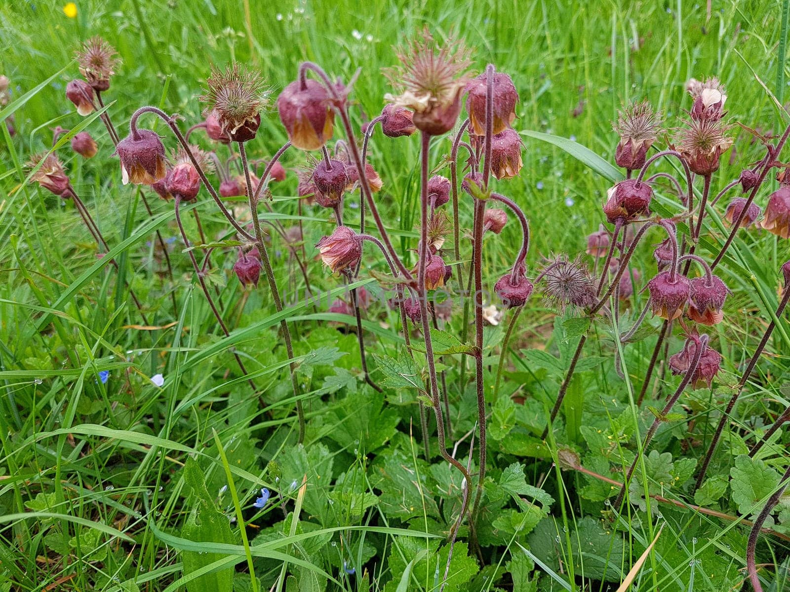 Bachnelkenwurz, Geum, rivale