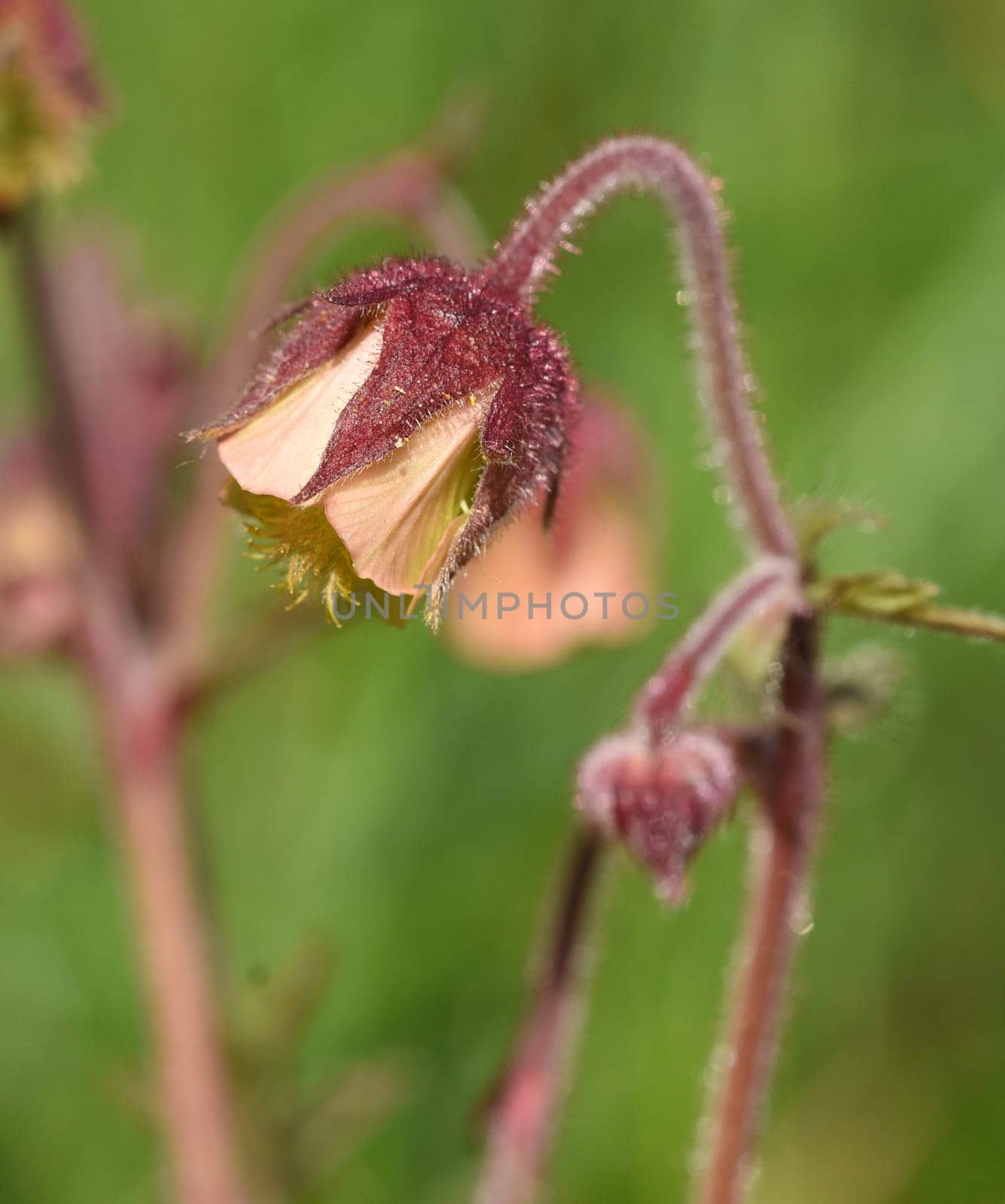 Bachnelkenwurz, Geum, rivale