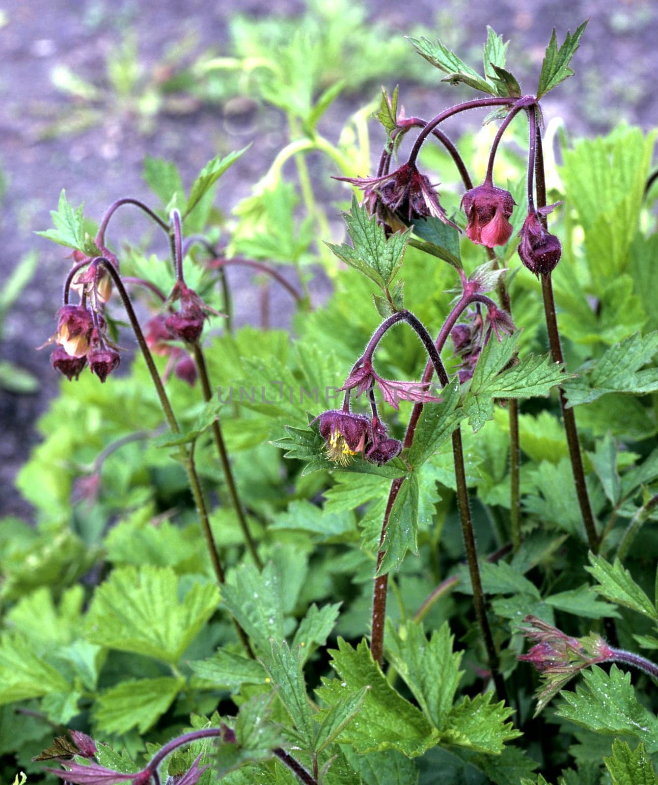 Bachnelkenwurz, Geum rivale, Geum, Heilpflanze, Wildpflanzen