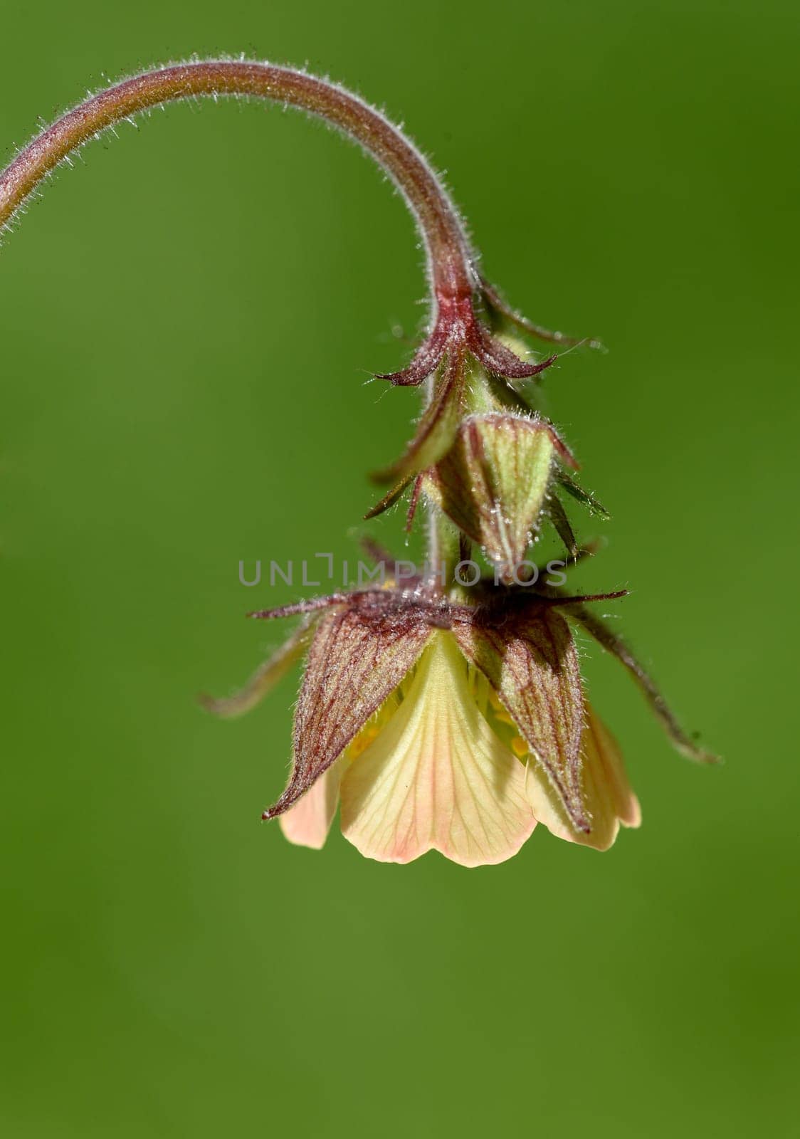 Bachnelkenwurz, Geum, rivale
