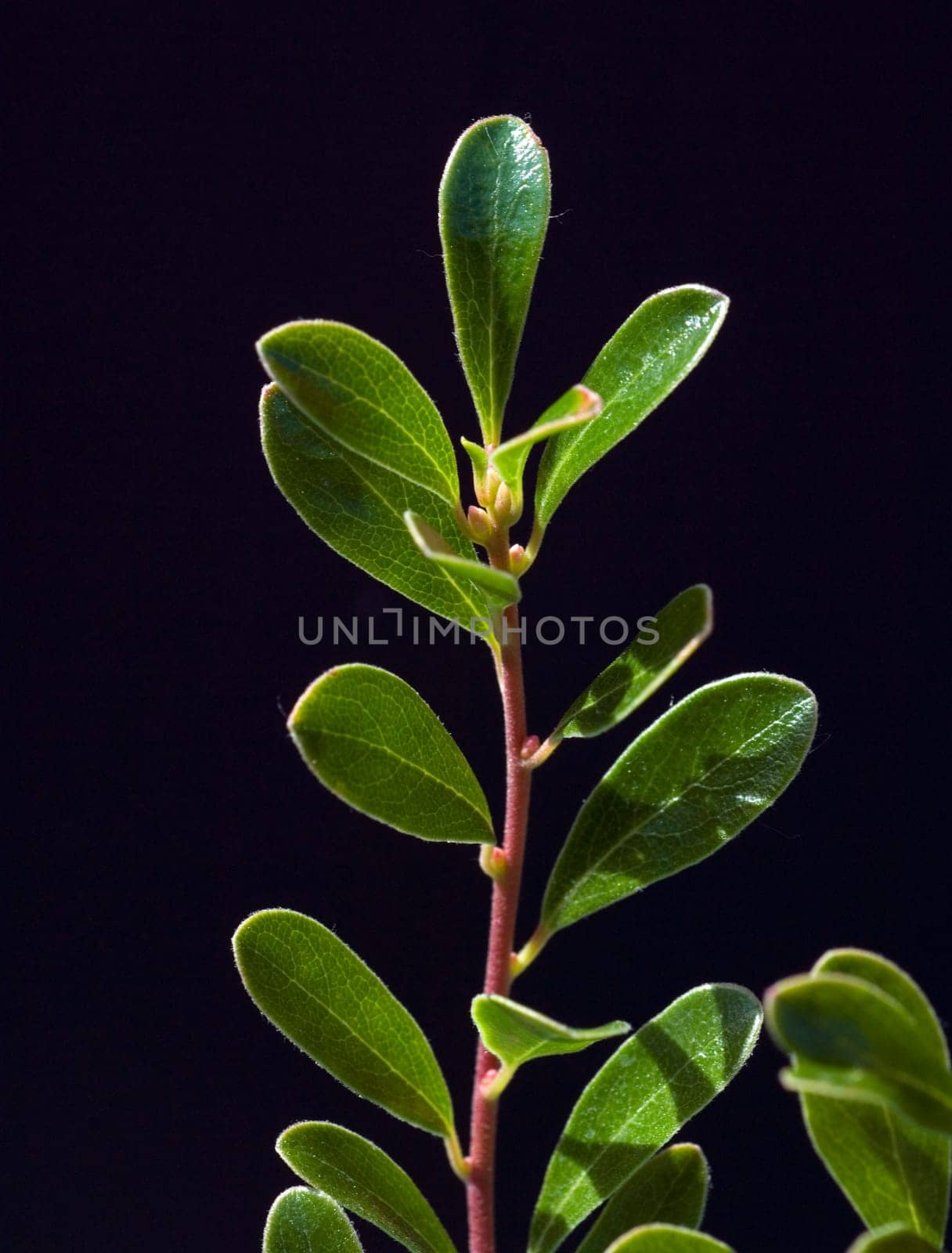 Baerentraube  Arctostaphylos Uva-ursi