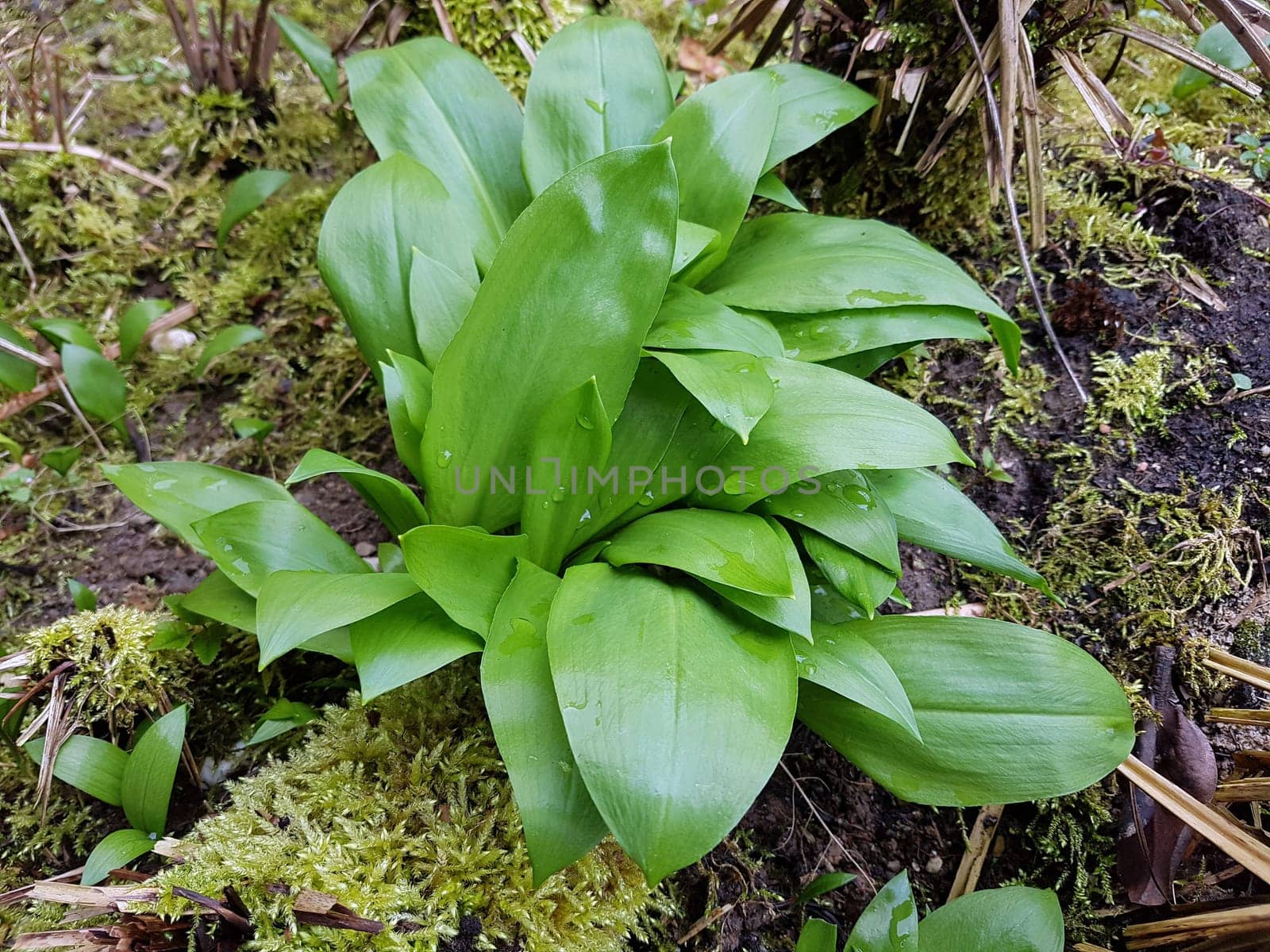 Baerlauch  Allium  ursinum  Keimling