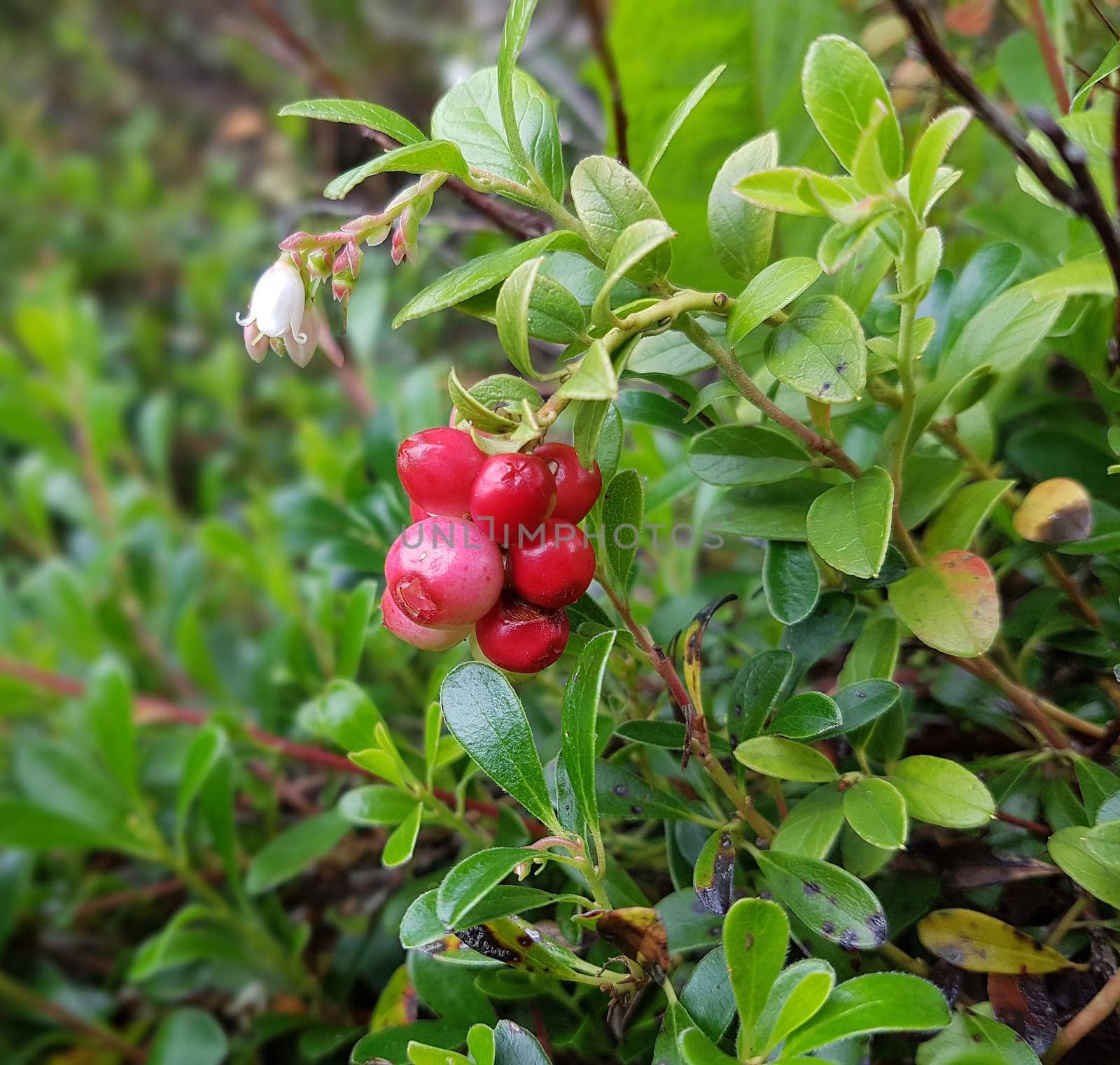 Baerentraube  Arctostaphylos  Uva-ursi