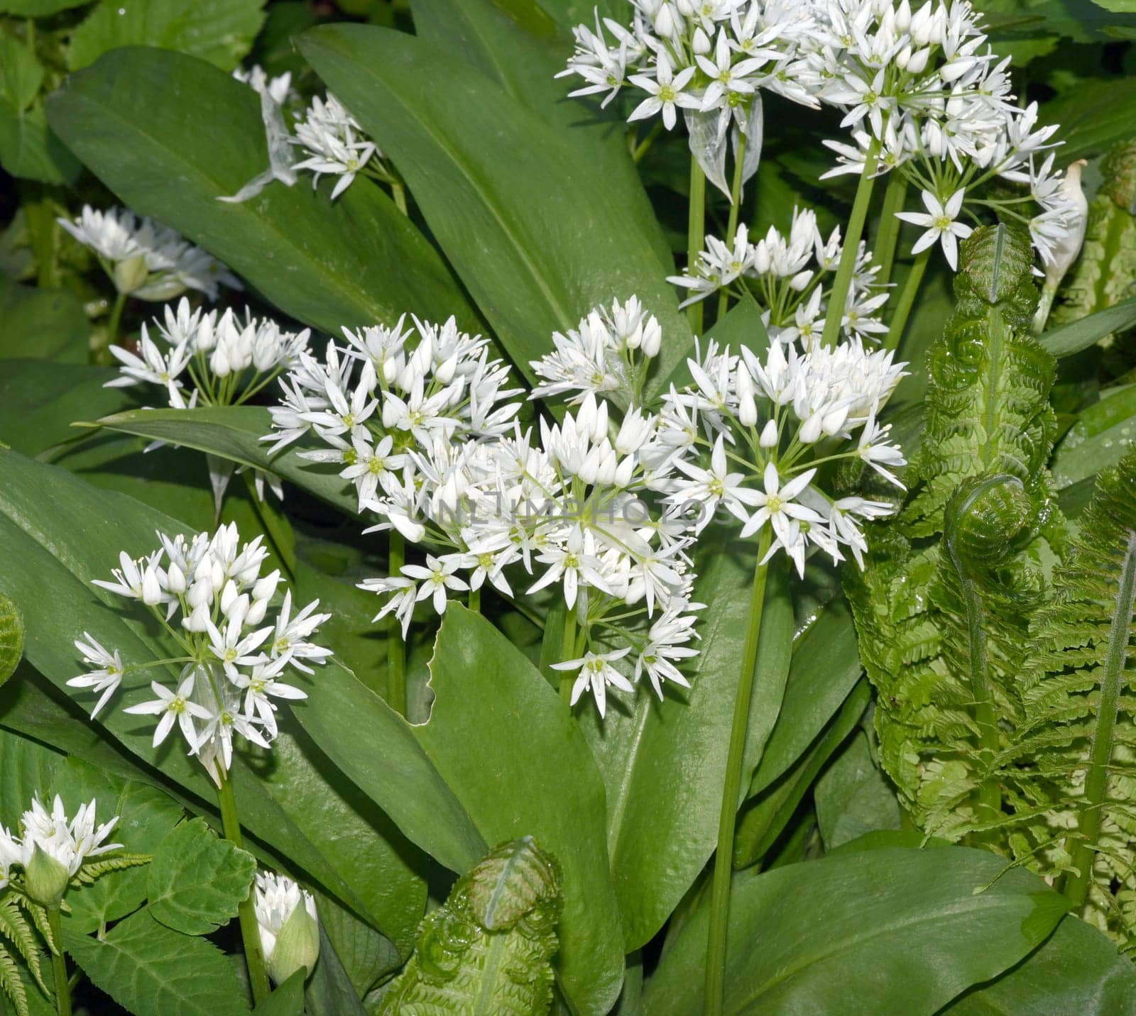 Baerlauch  ist eine wichtige Heilpflanze und eine Duftpflanze nach Knoblauch mit weissen Blueten. Baerlauch is an important medicinal plant and a fragrant plant like garlic with white flowers.