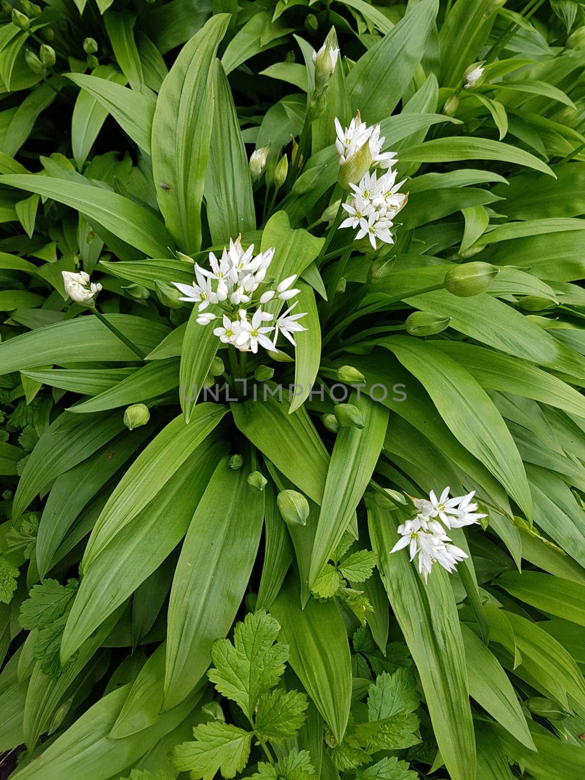 Baerlauch  Allium  ursinum