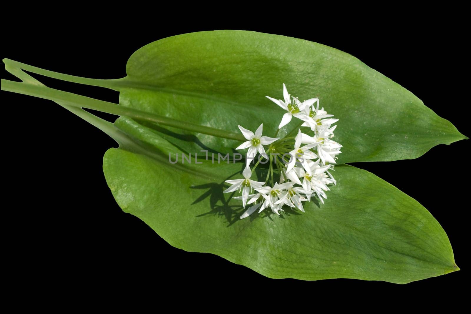 Baerlauch  Allium  ursinum  Zwiebelpflanze