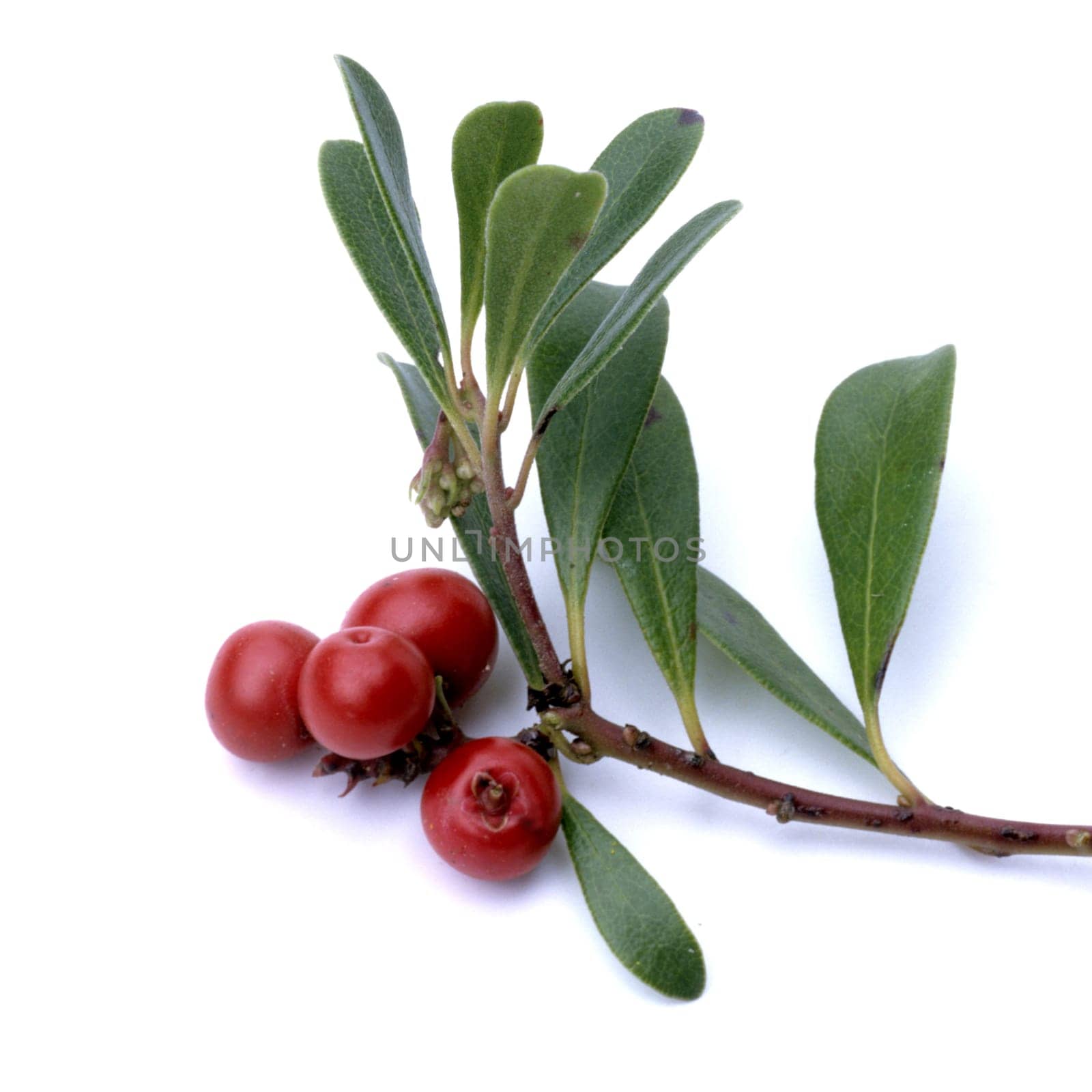 Baerentraube, Arctostaphylos, Uva-ursi, Beeren, Bodendecker, Heilpflanze