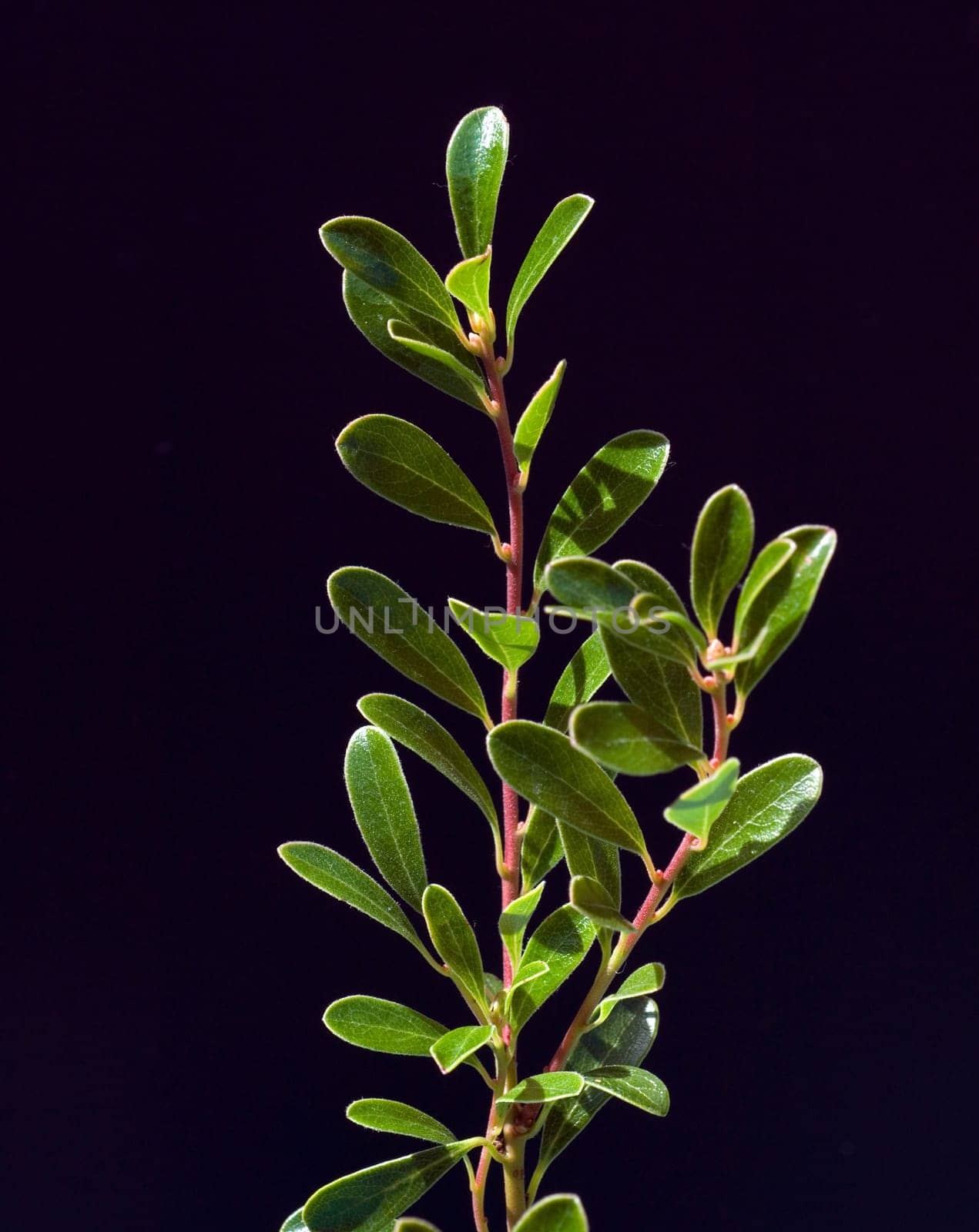Baerentraube  Arctostaphylos Uva-ursi