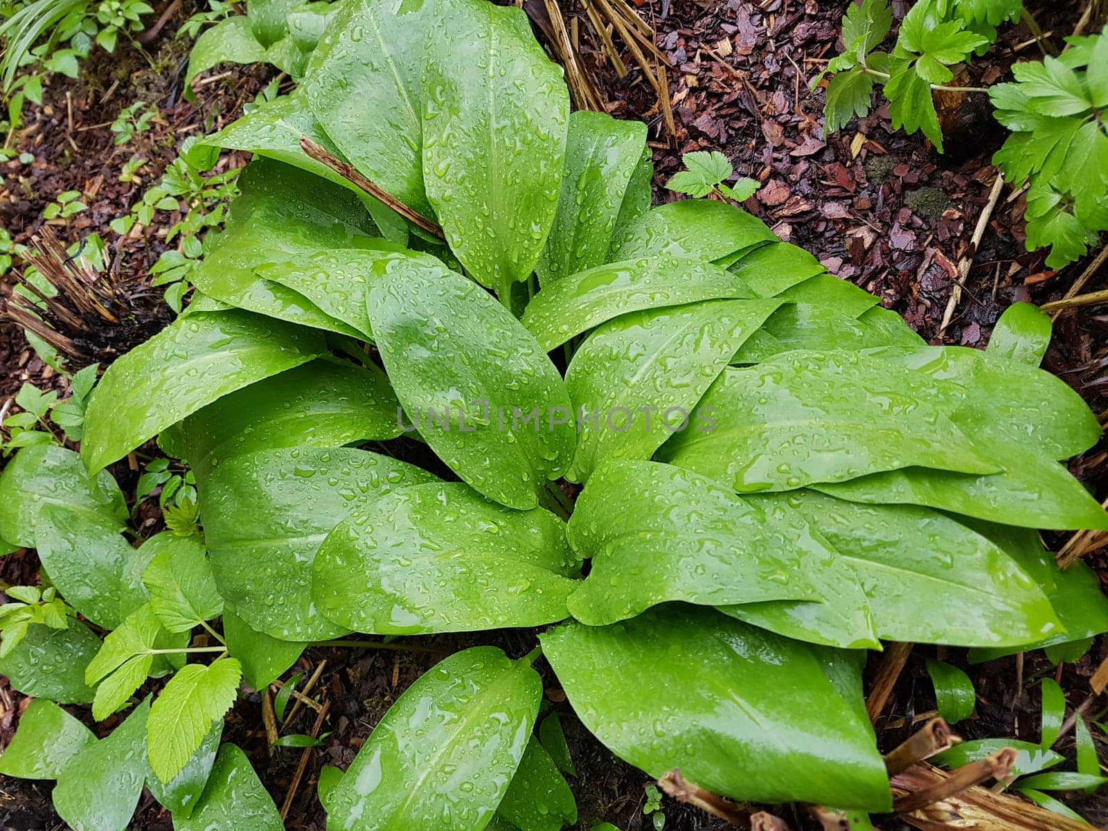 Baerlauch, Allium, ursinum, Zwiebelpflanze, Wildkraeuter, Wildgemuese