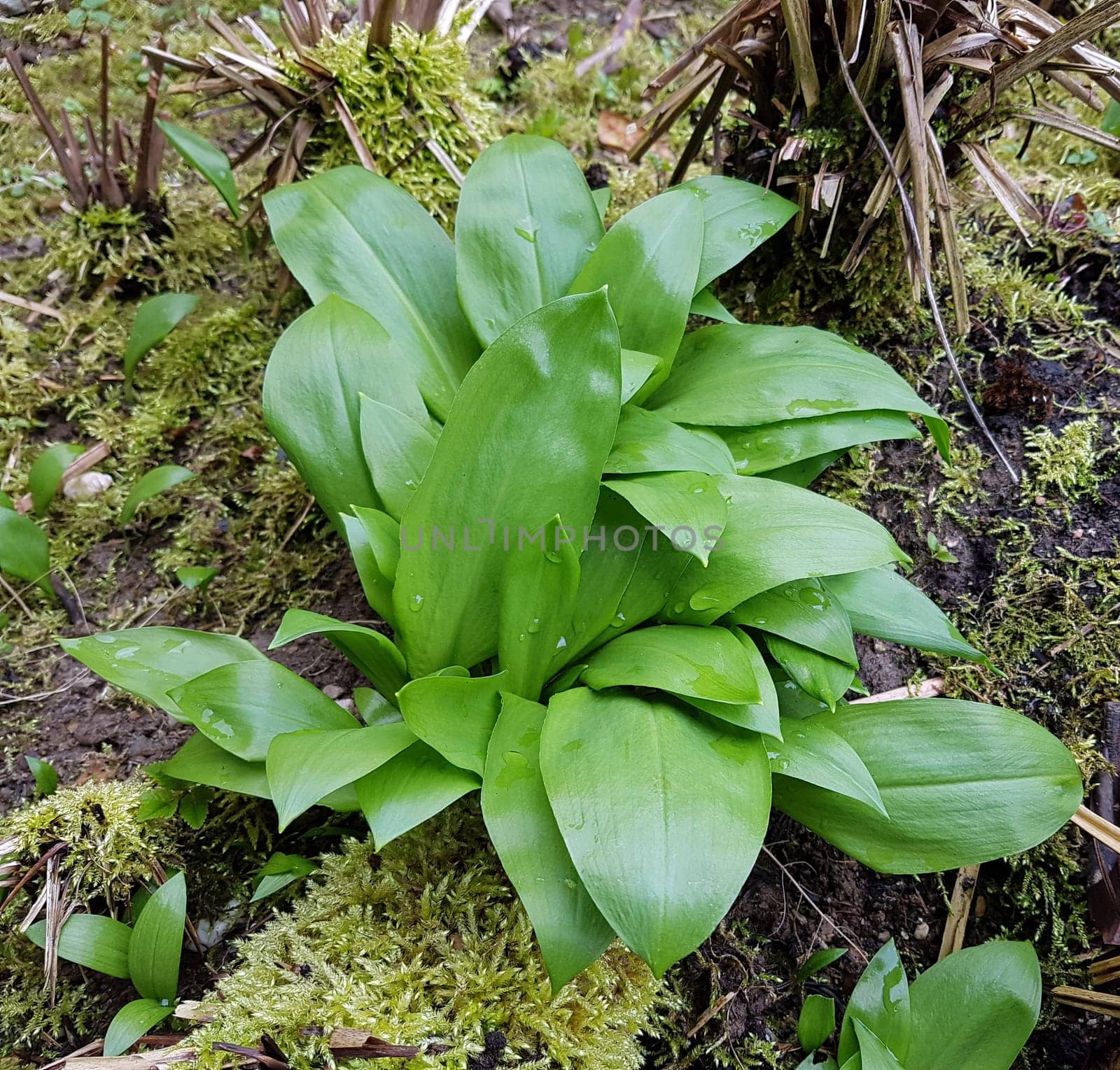 Baerlauch  Allium  ursinum  Keimling