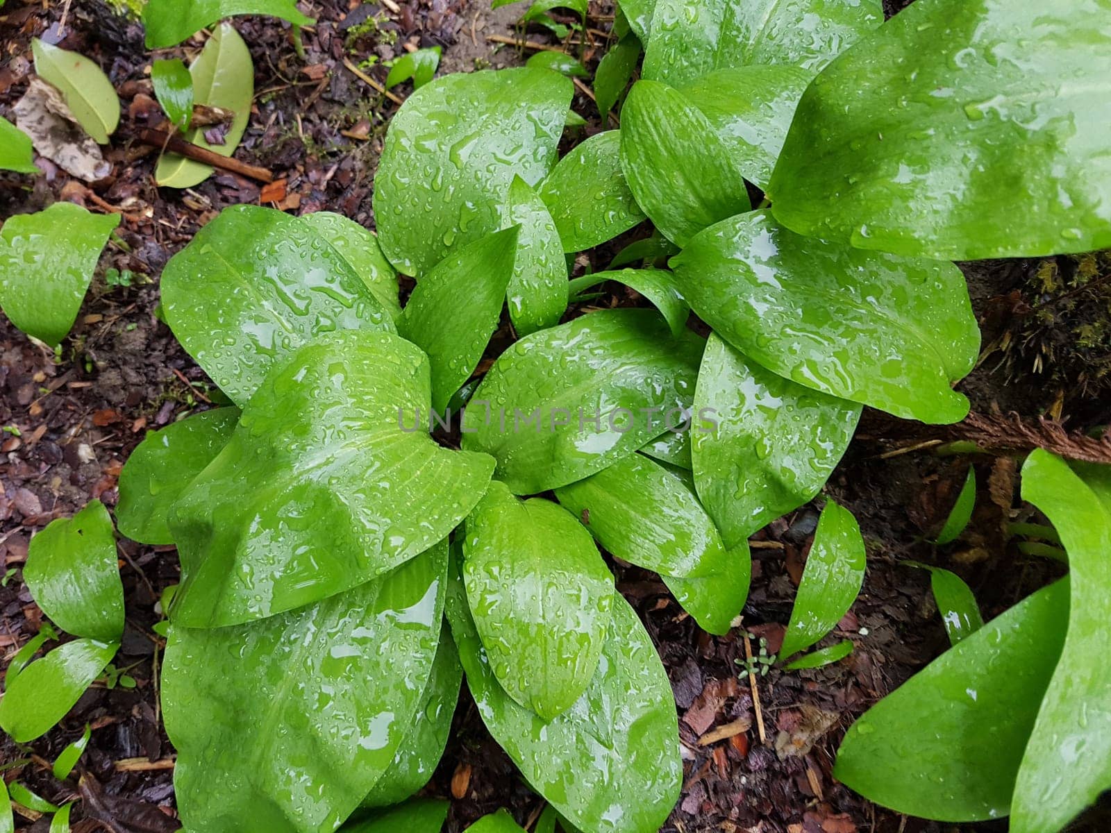 Baerlauch, Allium, ursinum, Zwiebelpflanze, Wildkraeuter, Wildgemuese