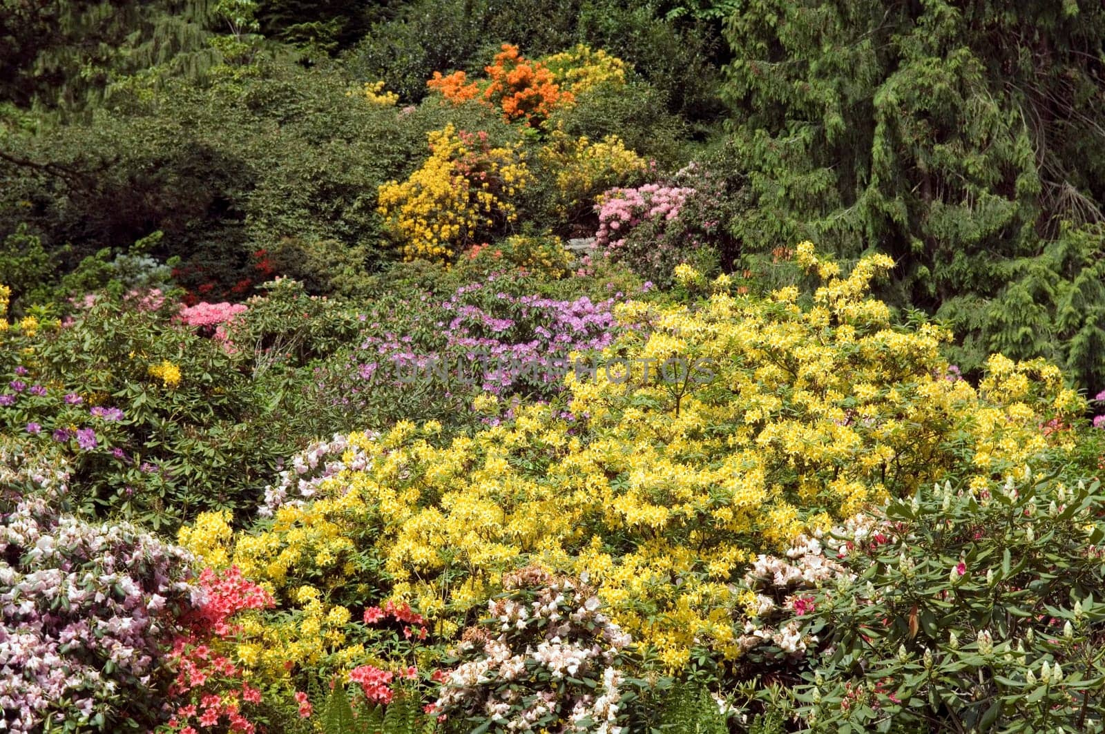 Azaleen, Rhododendron