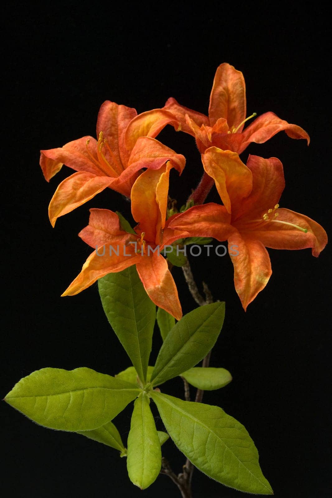 Azaleenblueten, Rhododendron