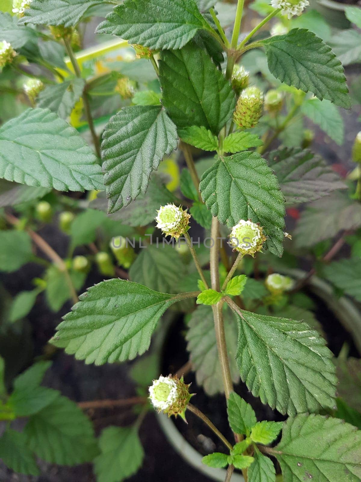 Aztekisches Suesskraut, Lippia dulcis