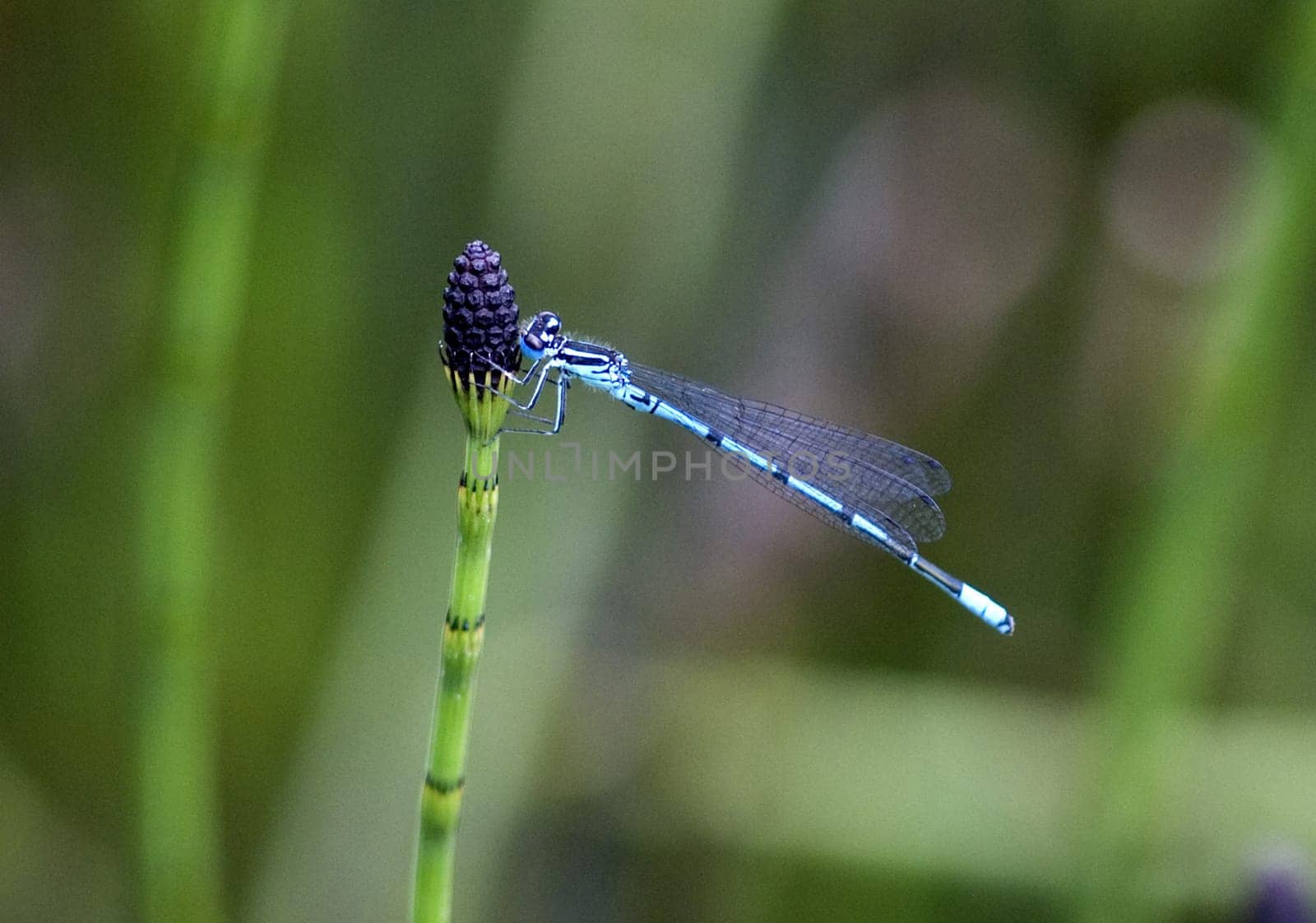 Azurjungfern  Hufeisen-Azurjungfer  Coenagrion, puella