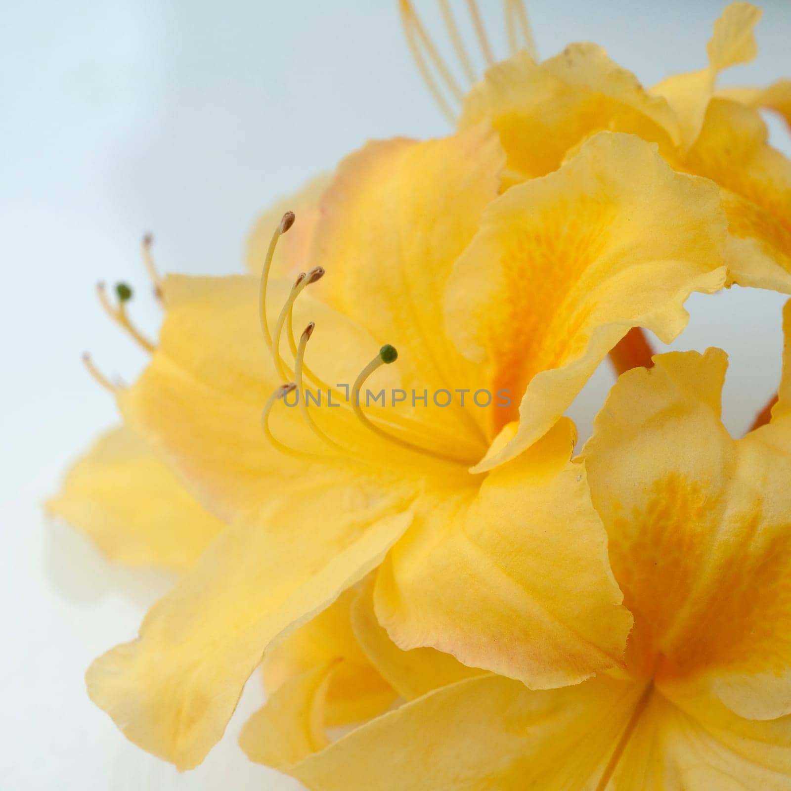 Azaleenblueten  Azaleen  Azalea  Knaphill