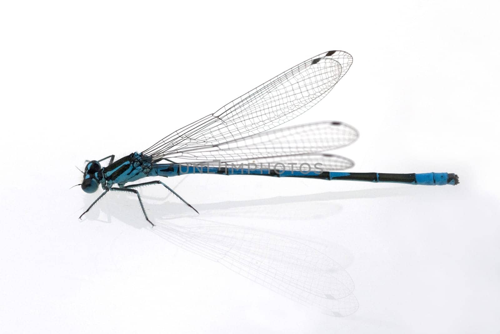 Azurjungfern  Hufeisen-Azurjungfer  Coenagrion, puella