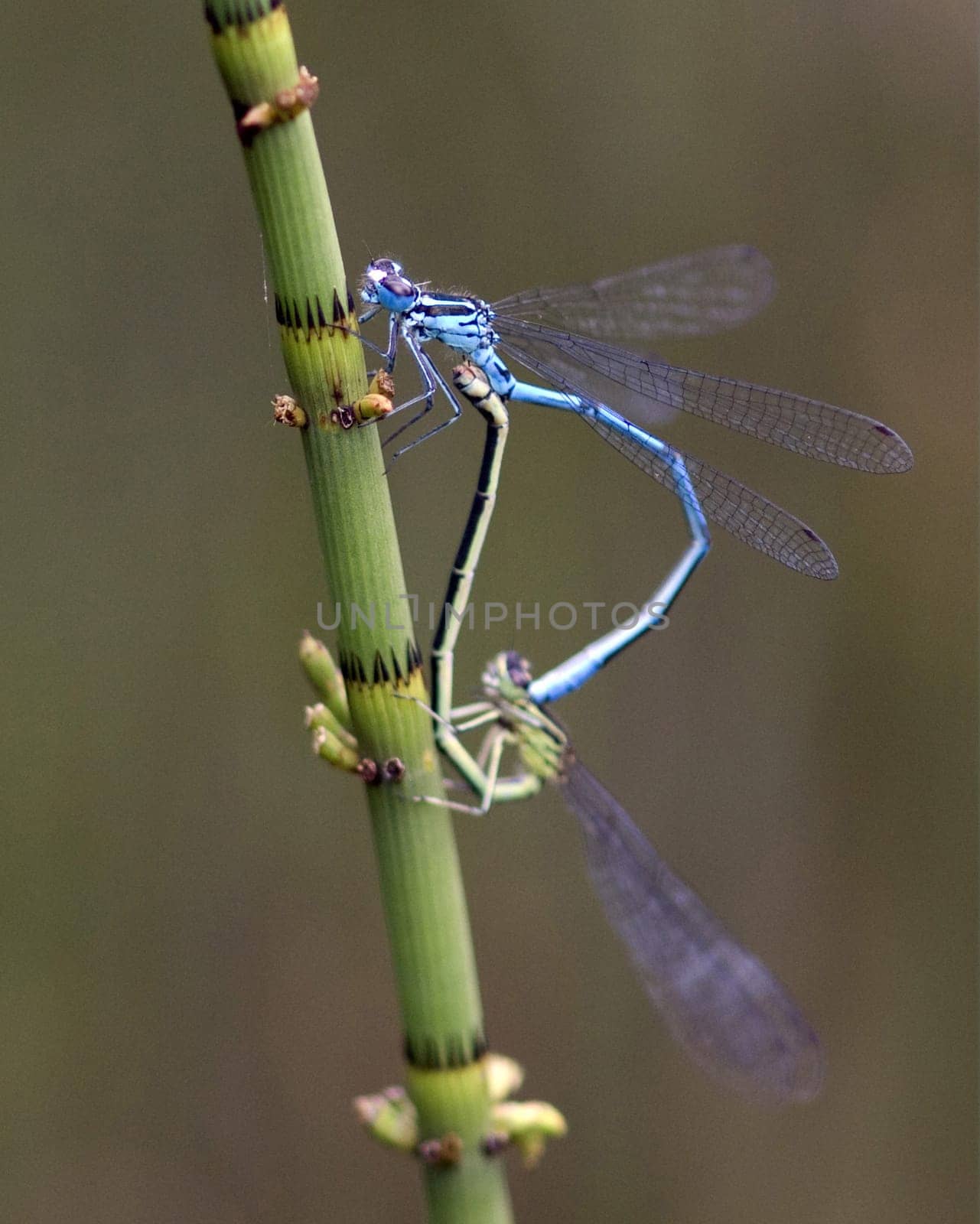 Azurjungfern  Hufeisen-Azurjungfer  Coenagrion, puella
