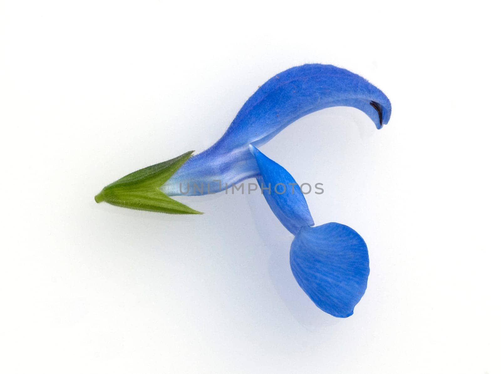 Azursalbei, Salvia patens, Mexikanischer, Azur-Salbei, Offenbluetige Salbei, Salvia azurea, Heilpflanzen, Kraeuter, -.