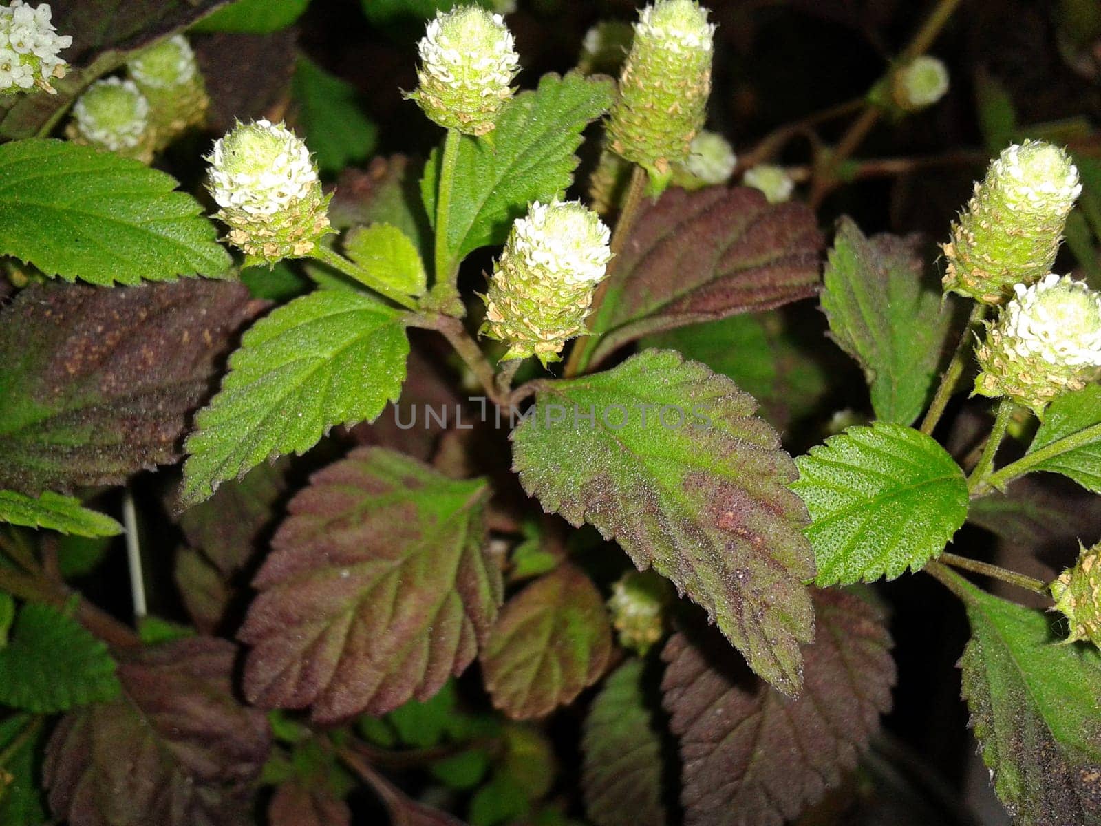 Aztekisches Suesskraut  Lippia dulcis