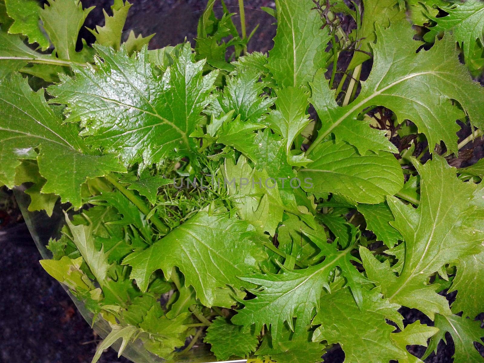Babyleaf, Salat, Schnittsalat