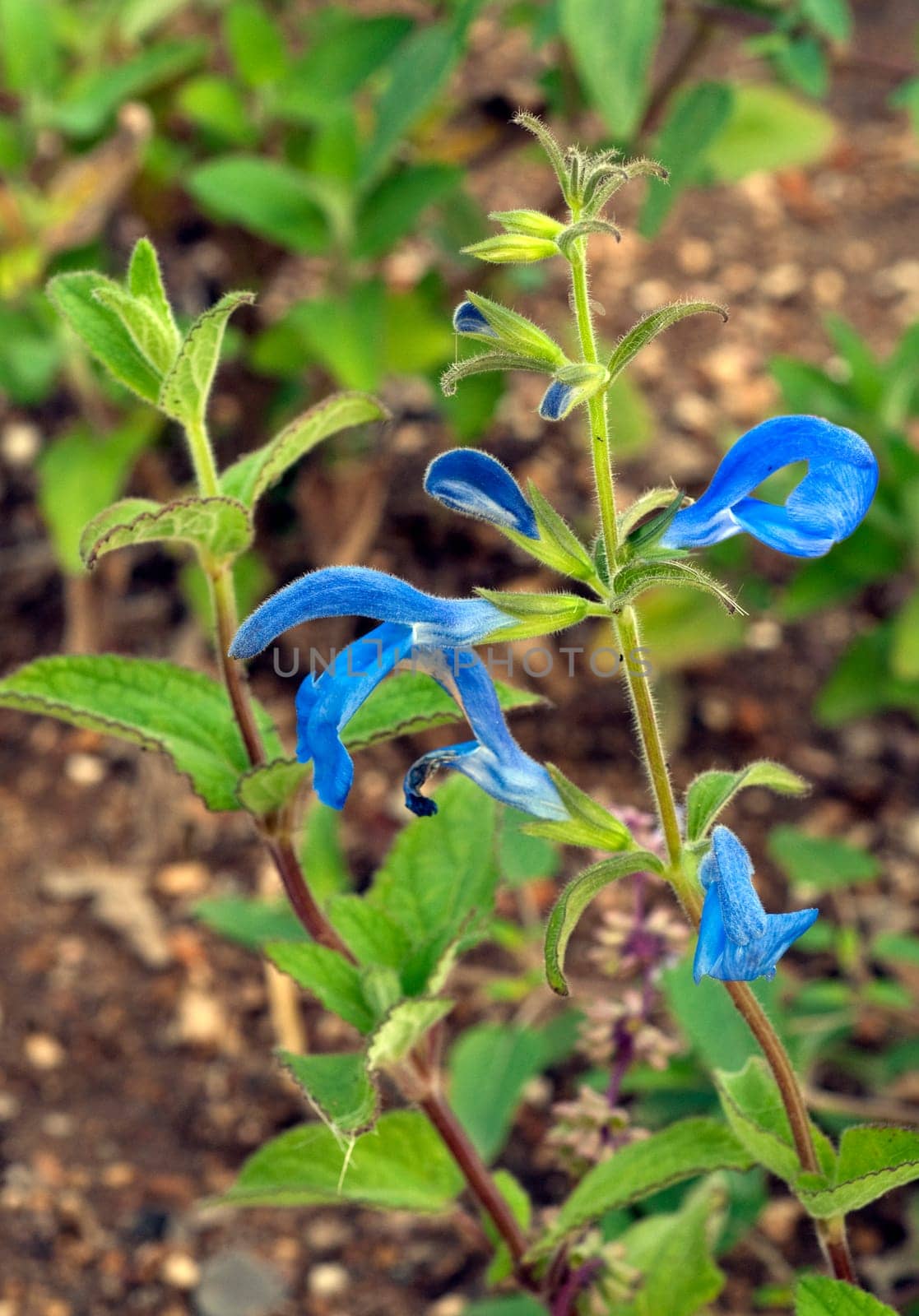 Azursalbei, Salvia patens