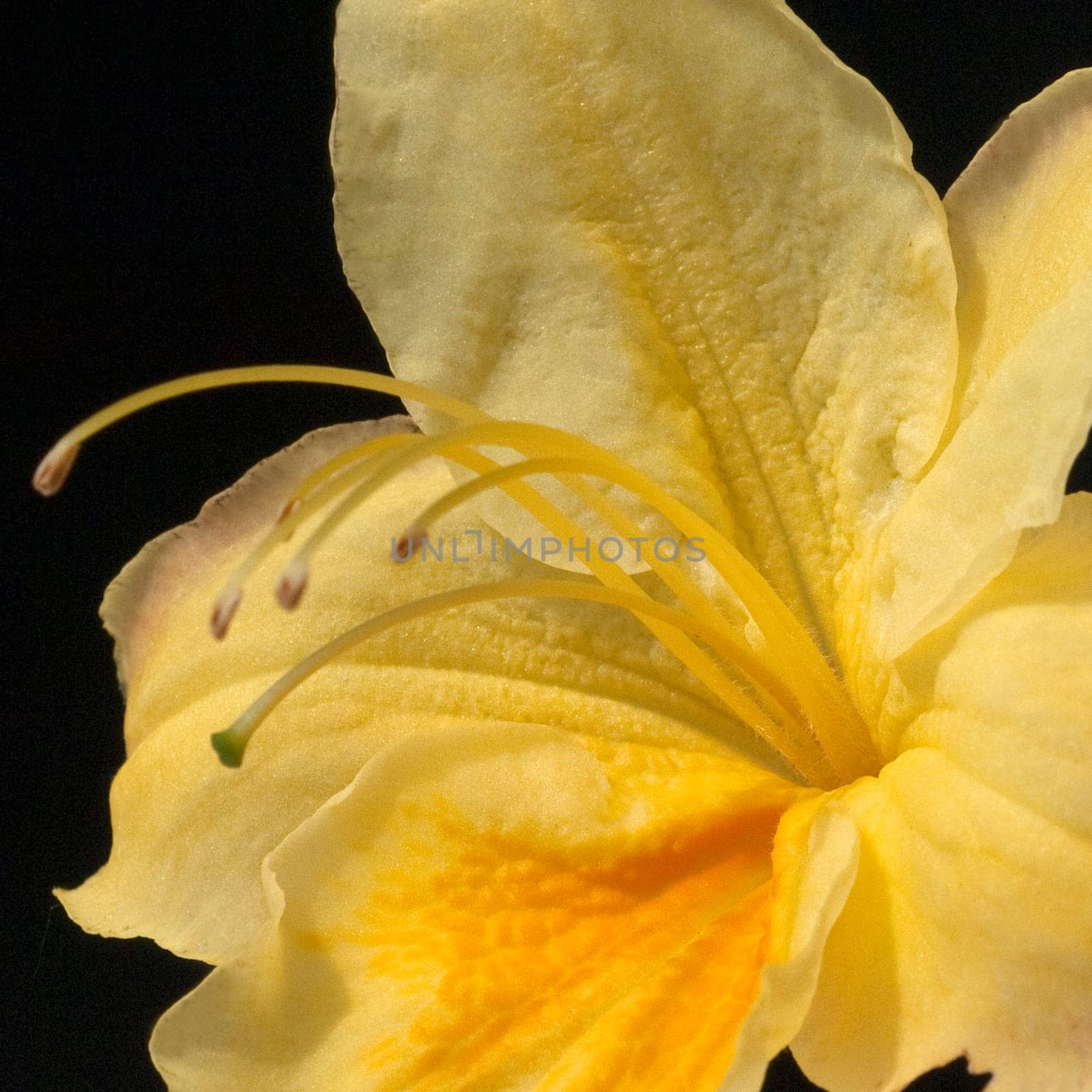 Azaleenblueten  Azaleen  Azalea  Knaphill