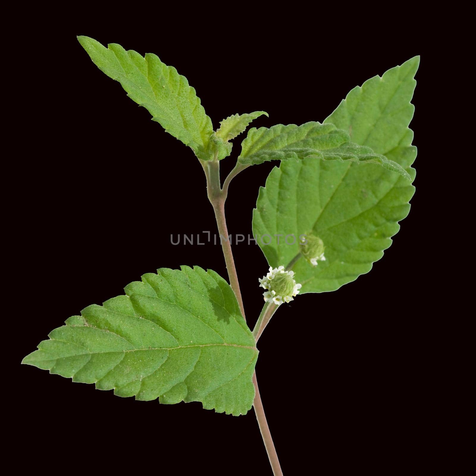 Aztekisches Suesskraut, Lippia dulcis