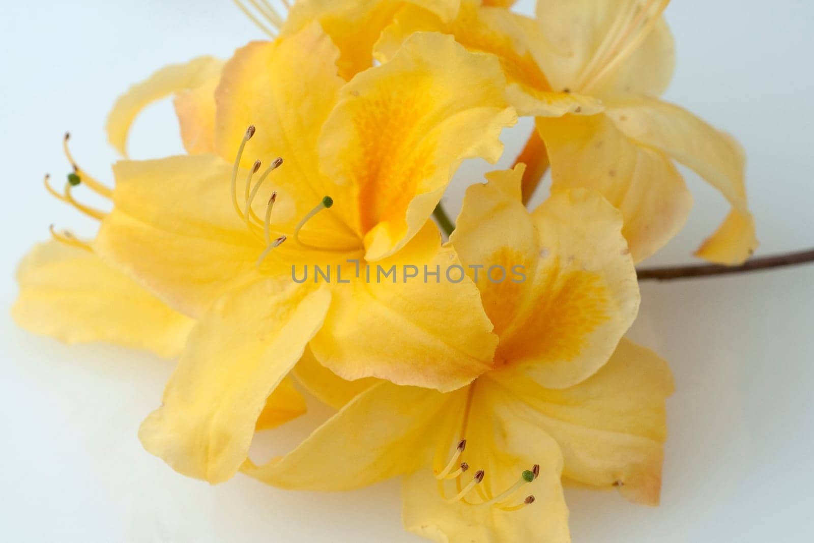 Azaleenblueten  Azaleen  Azalea  Knaphill