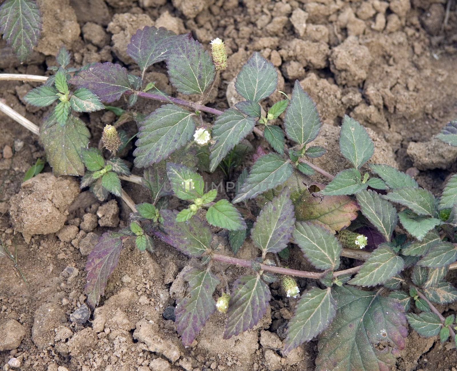 Aztekisches Suesskraut  Lippia dulcis