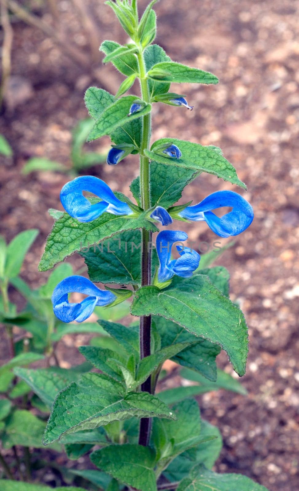 Azursalbei, Salvia patens