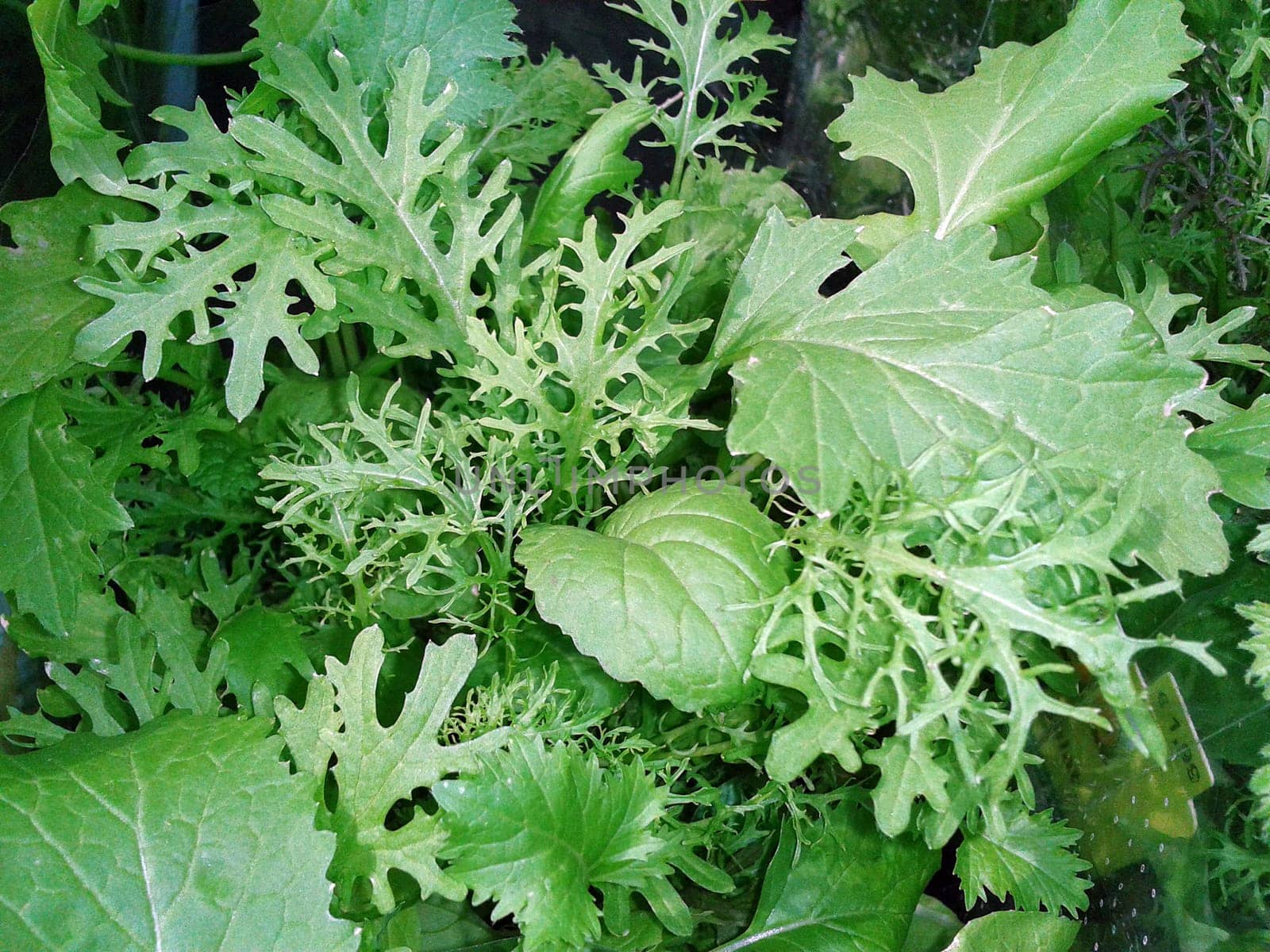 Babyleaf, Salat, Schnittsalat